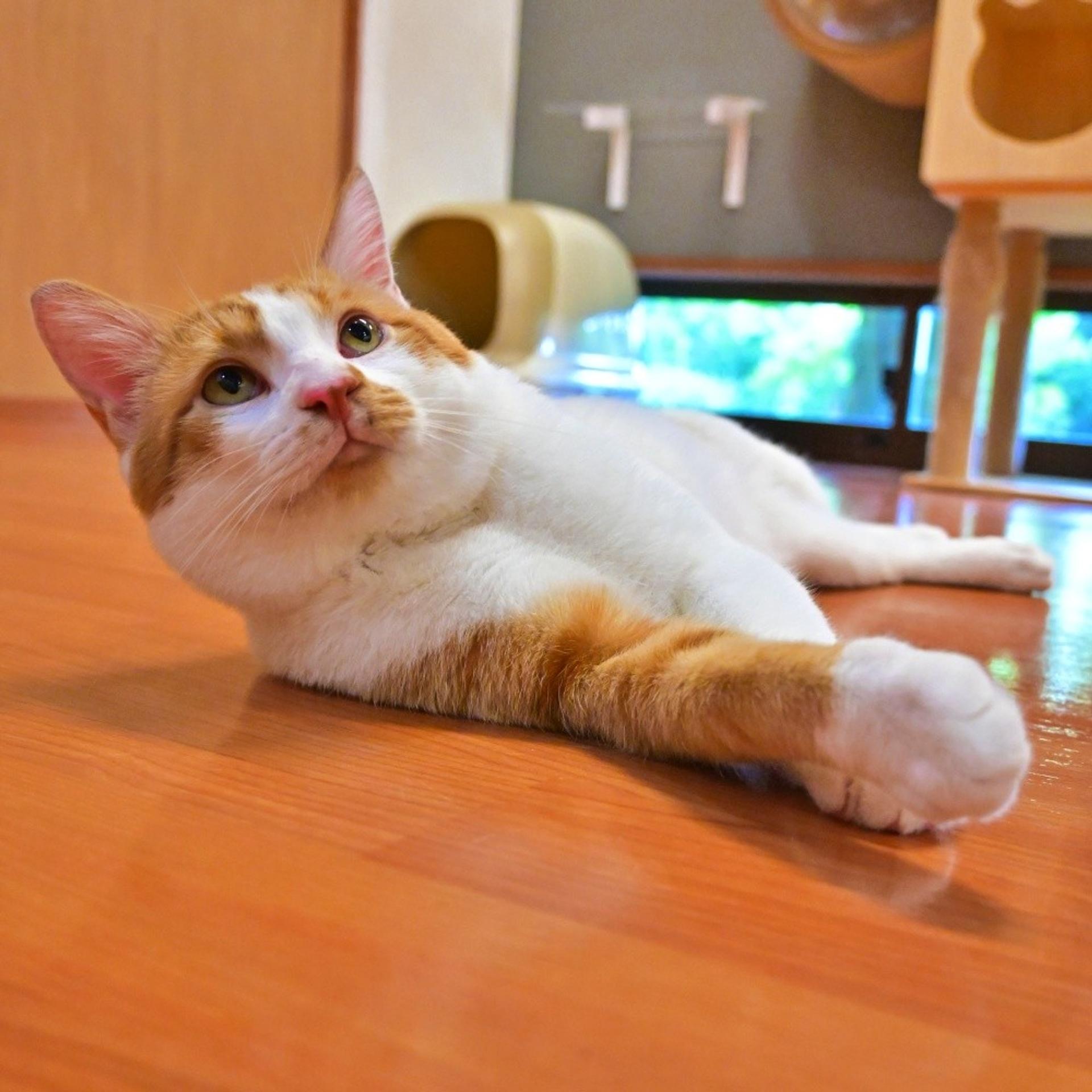 pet-image-5