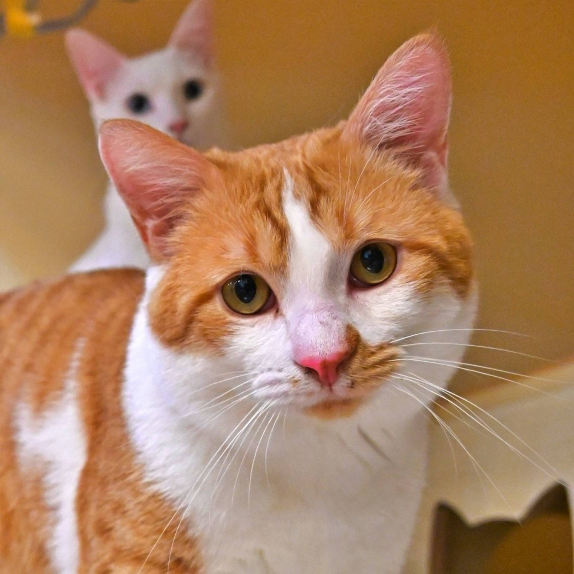 雑種（ミックス猫）・オスの里親募集の写真