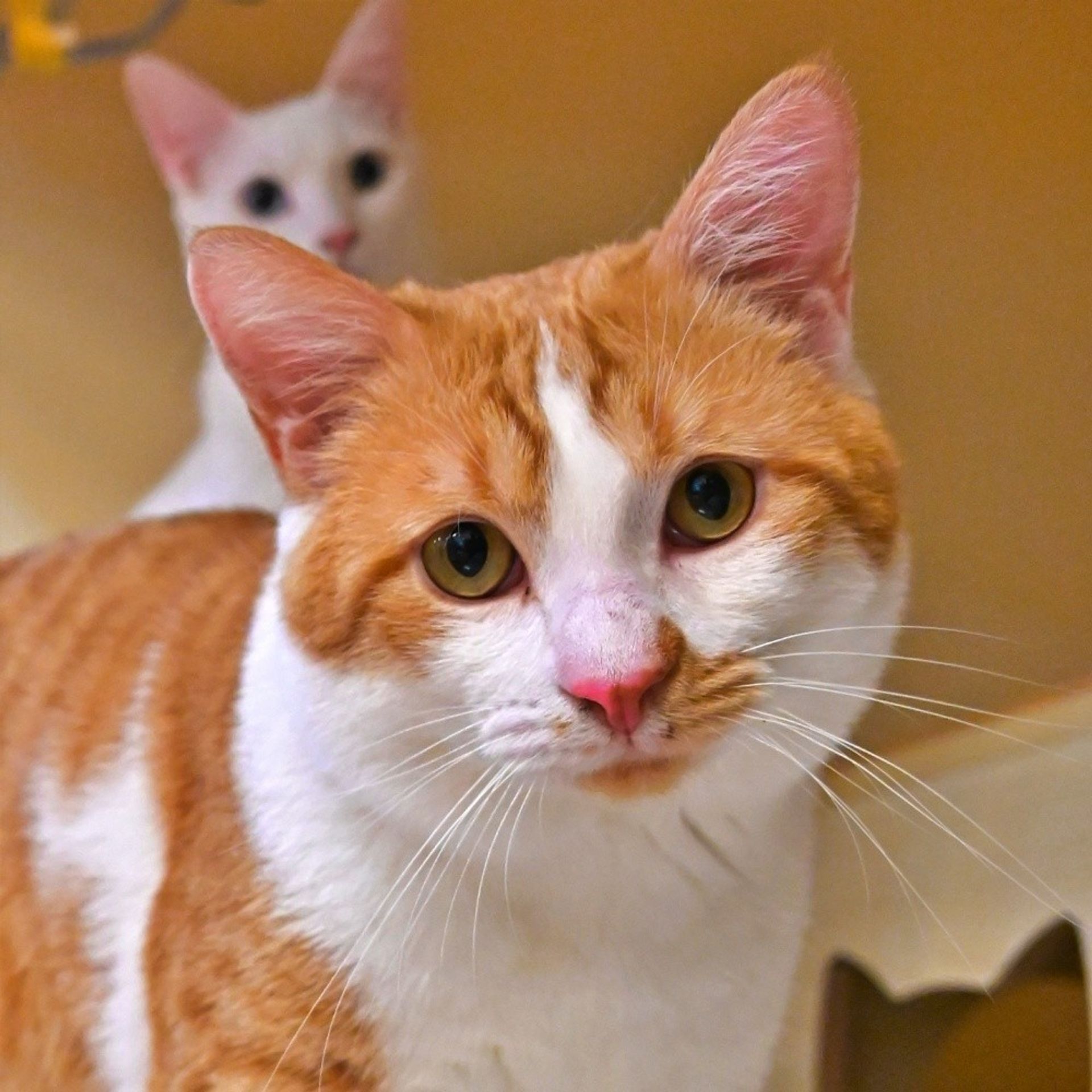 雑種（ミックス猫）・オスの里親募集の写真
