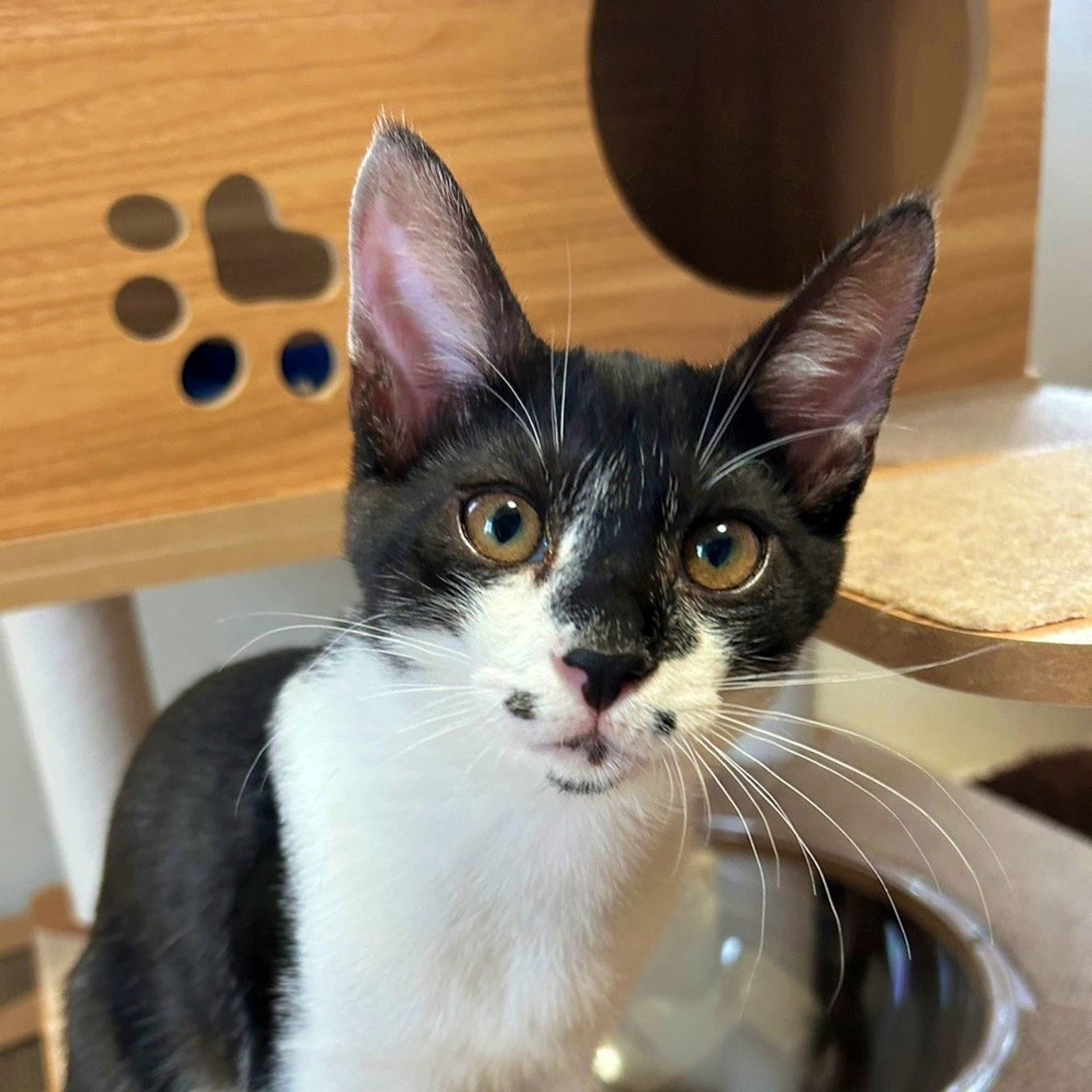 雑種（ミックス猫）・オスの里親募集の写真