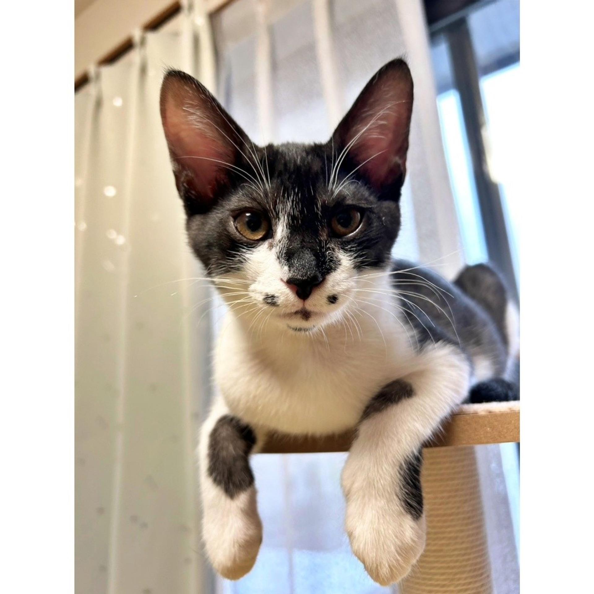 pet-image-2