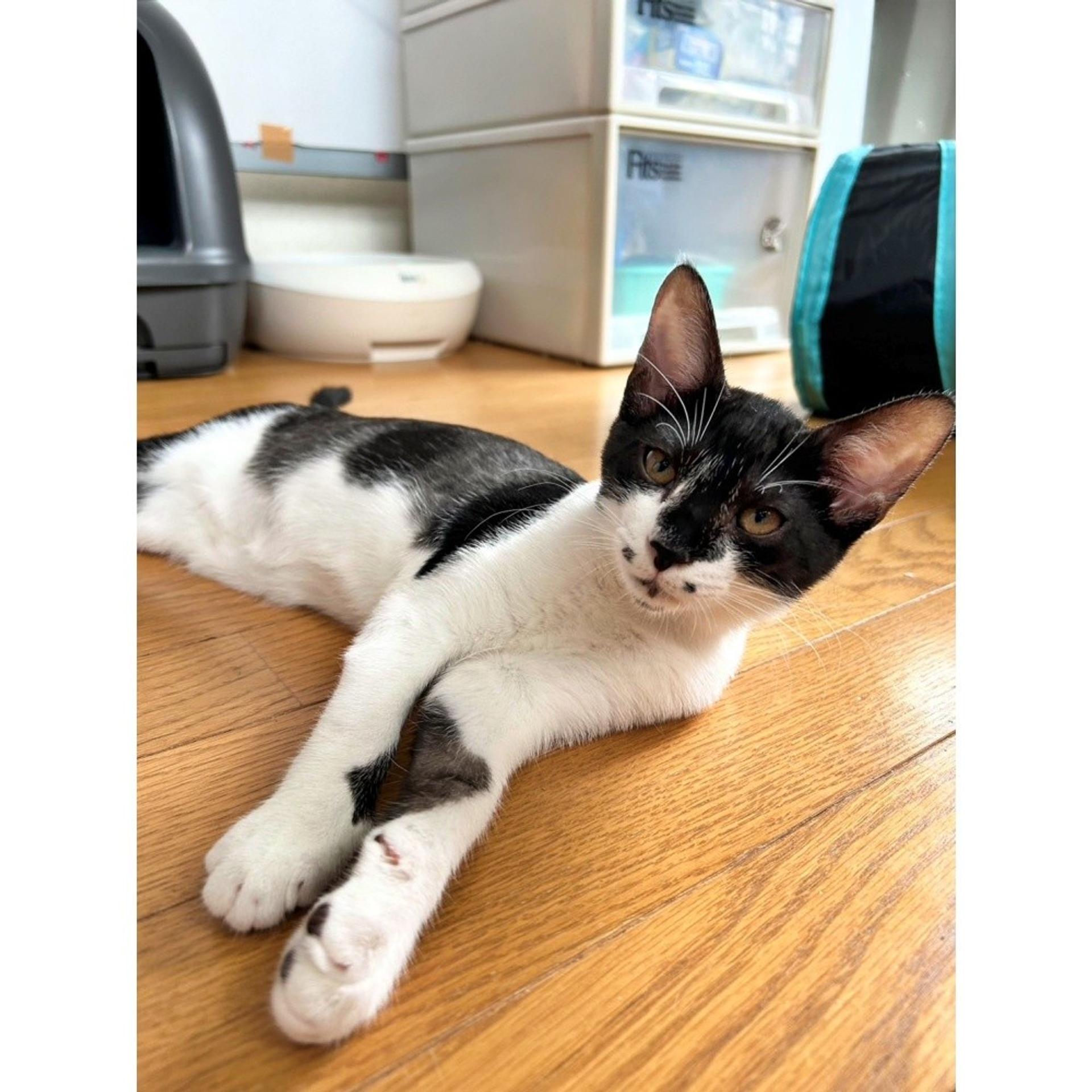 pet-image-3