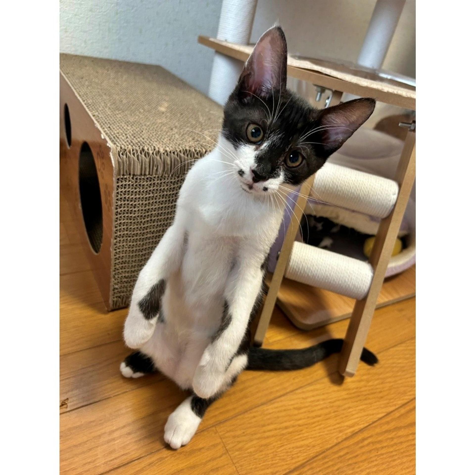 pet-image-4