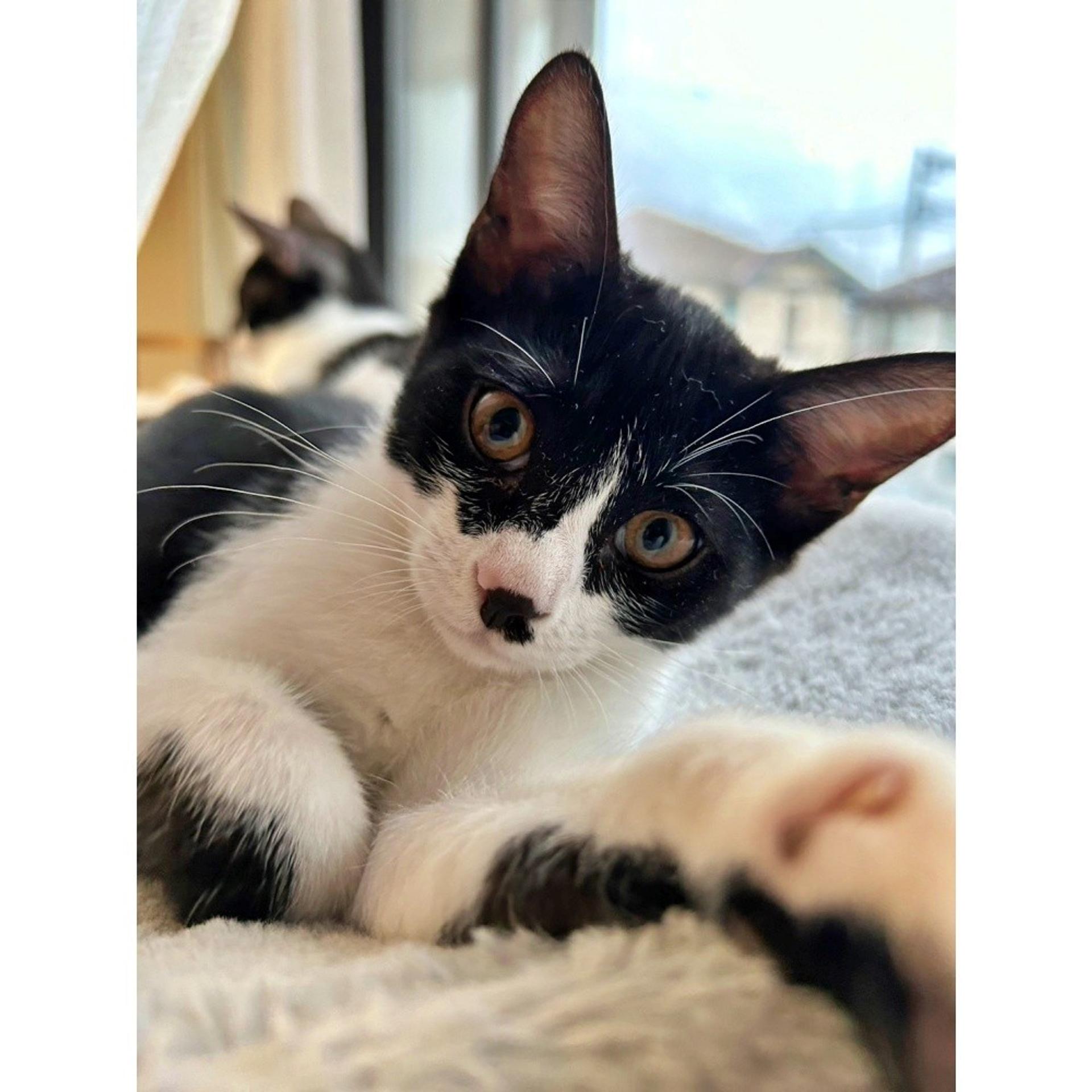 pet-image-4