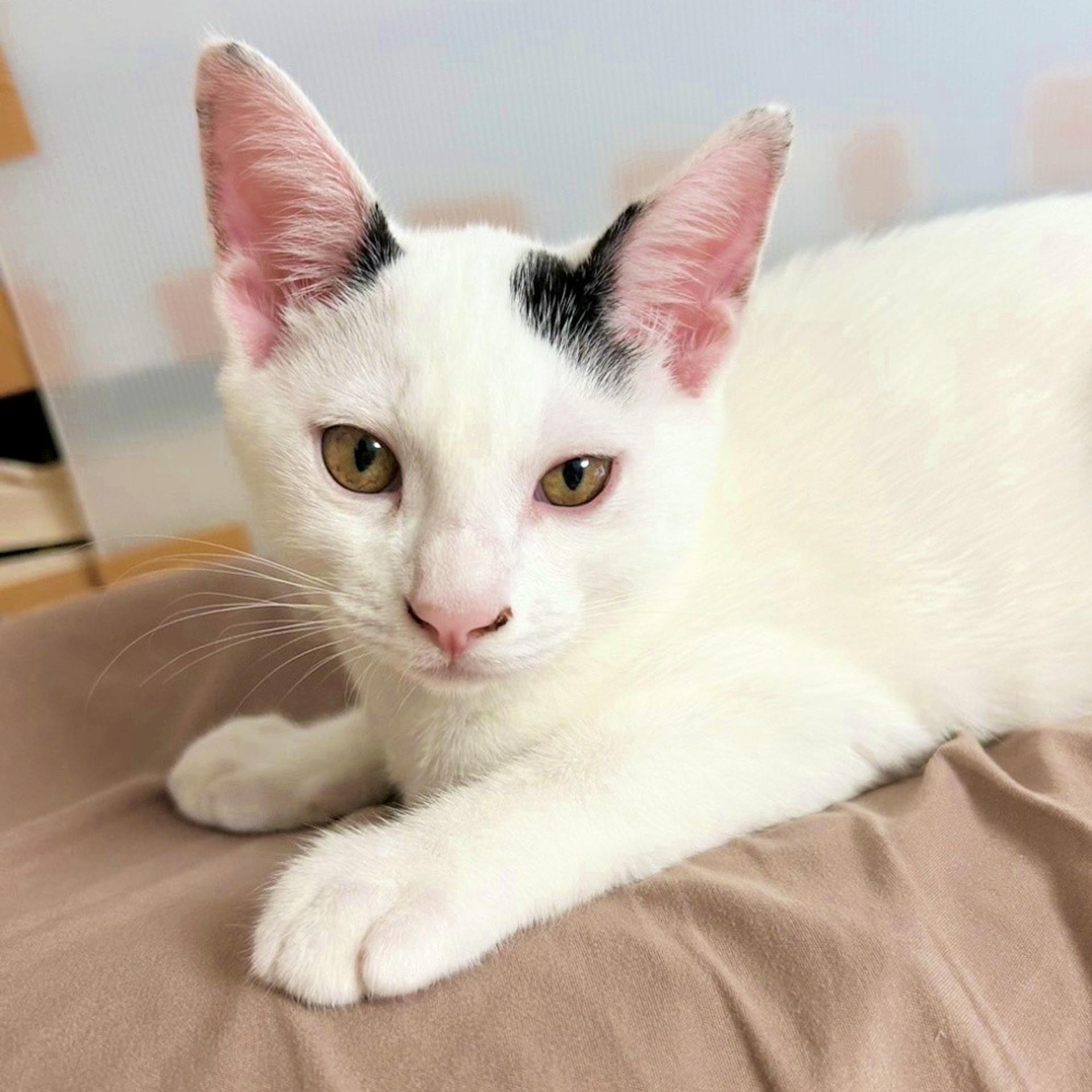 pet-image-3