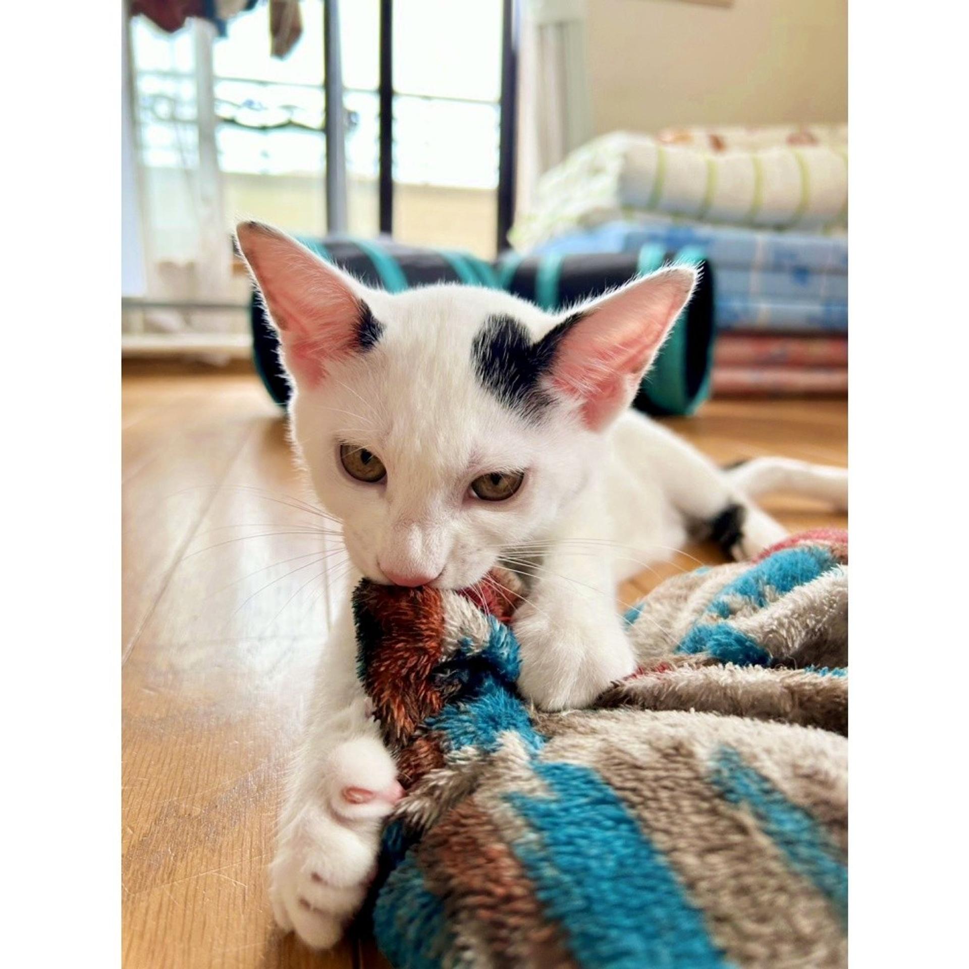 pet-image-4