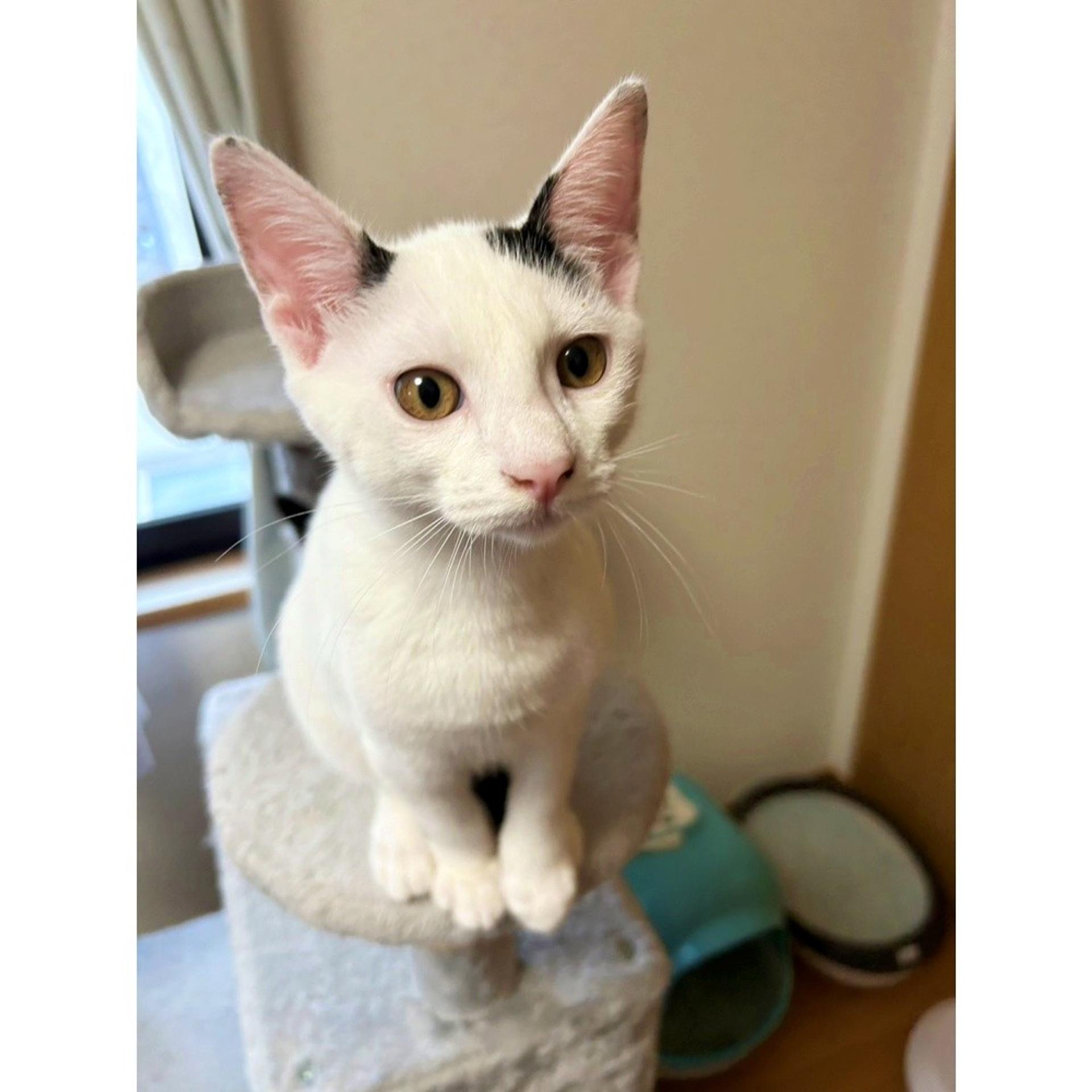 pet-image-5