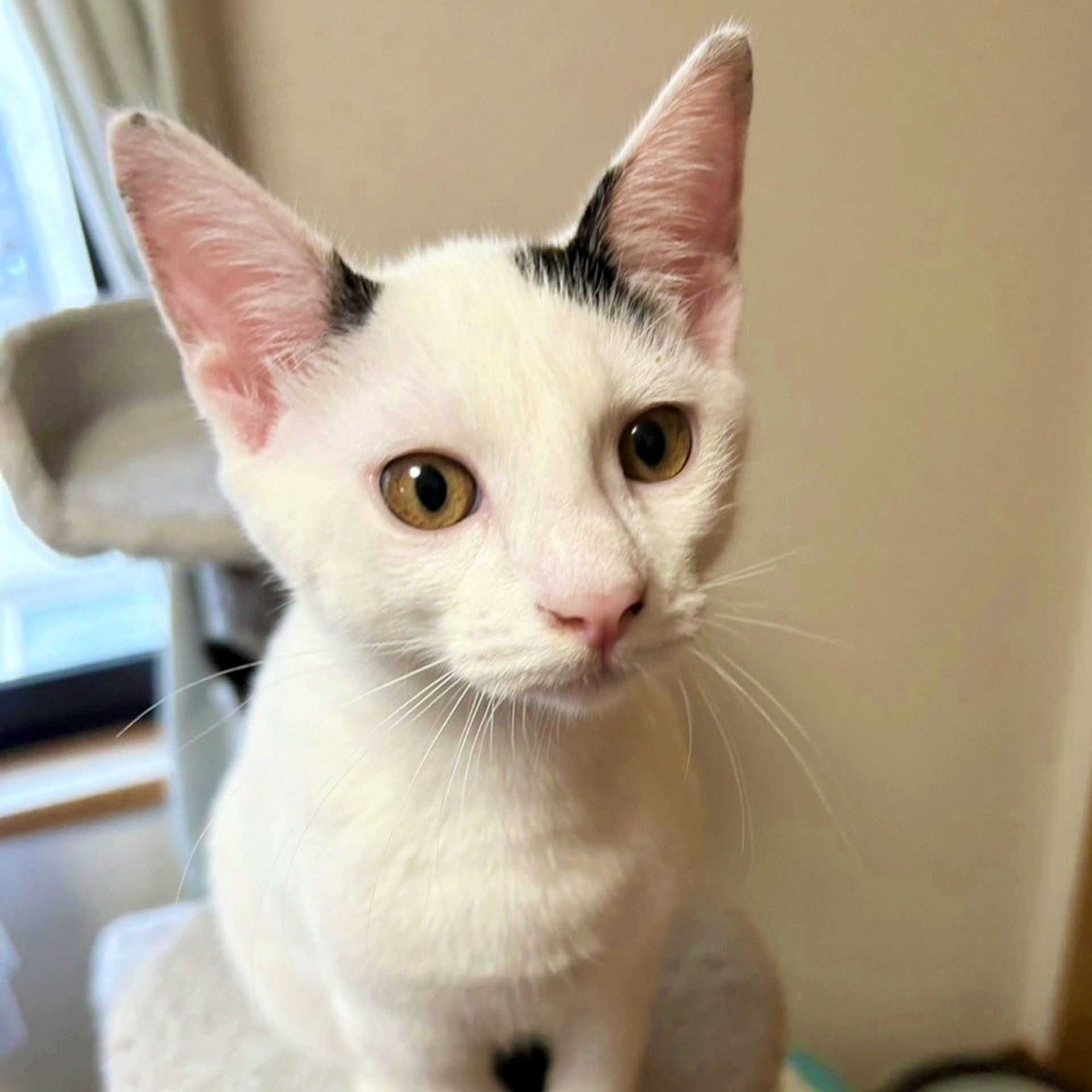 雑種（ミックス猫）・オスの里親募集の写真