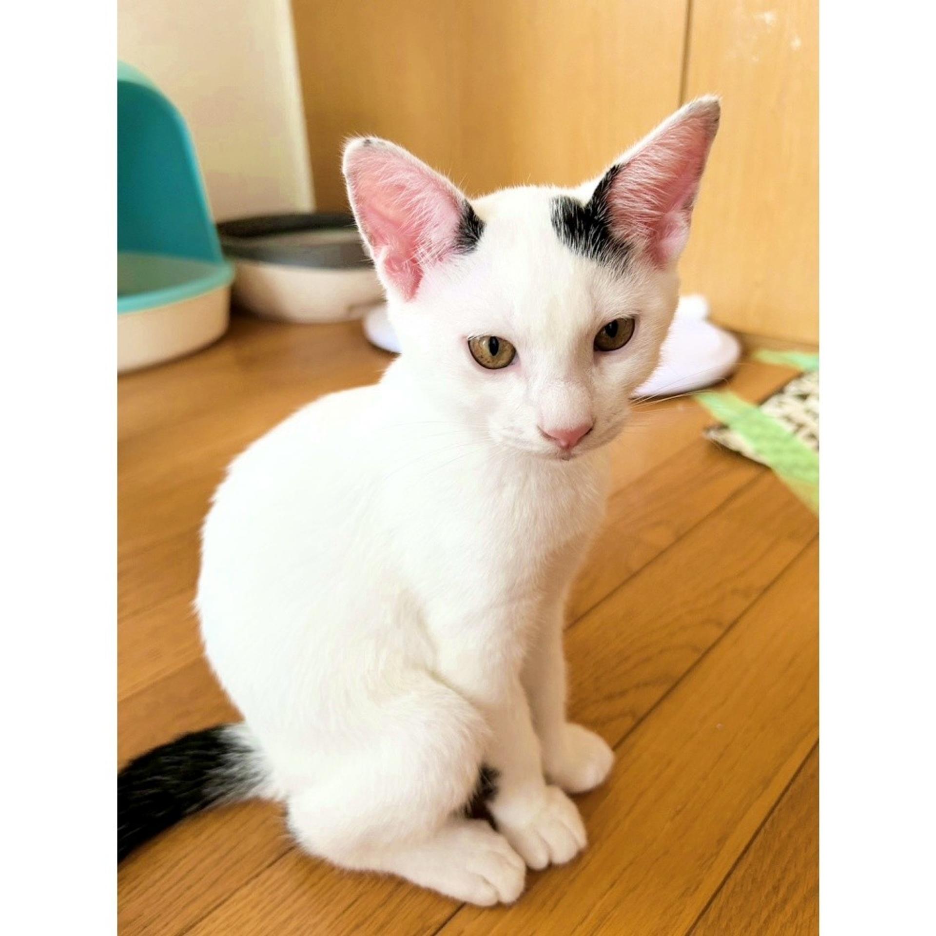 pet-image-2