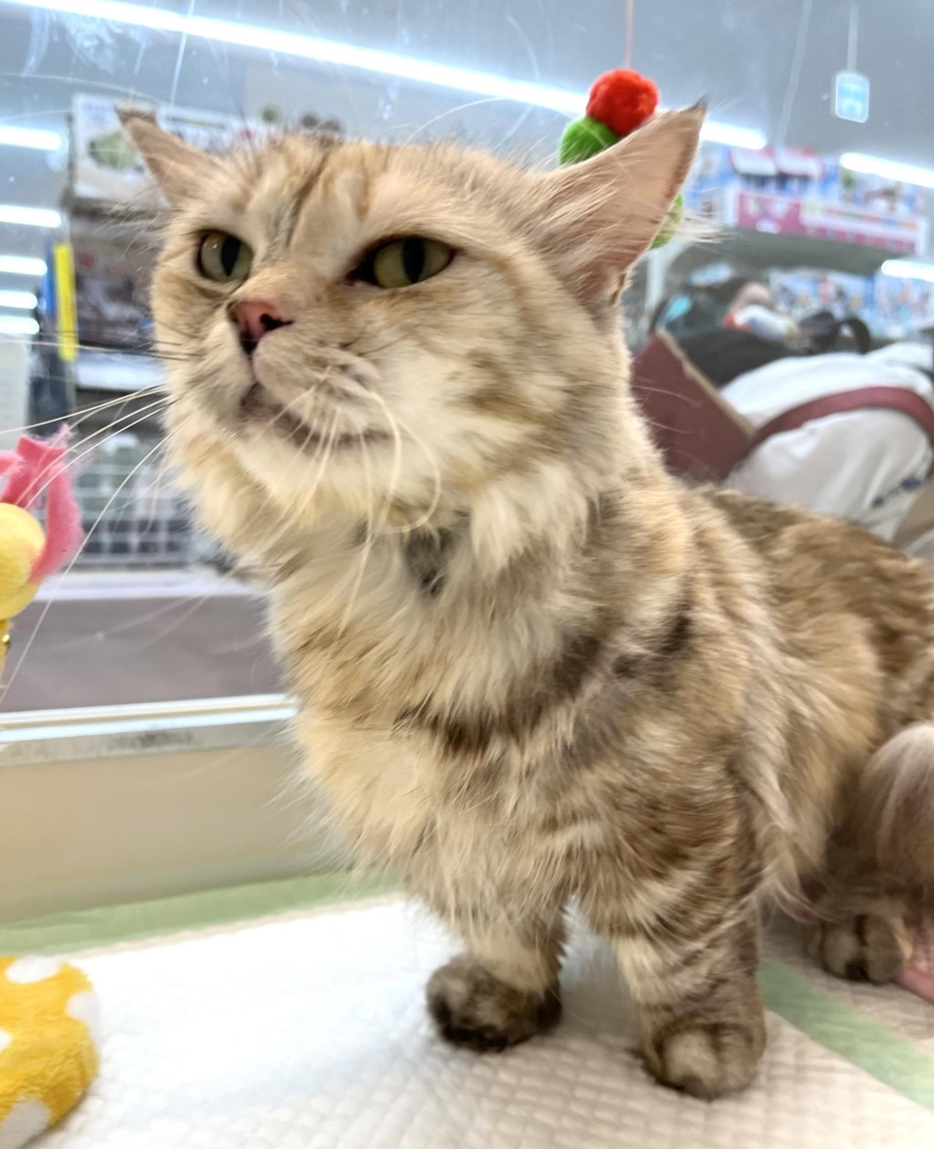 pet-image-4