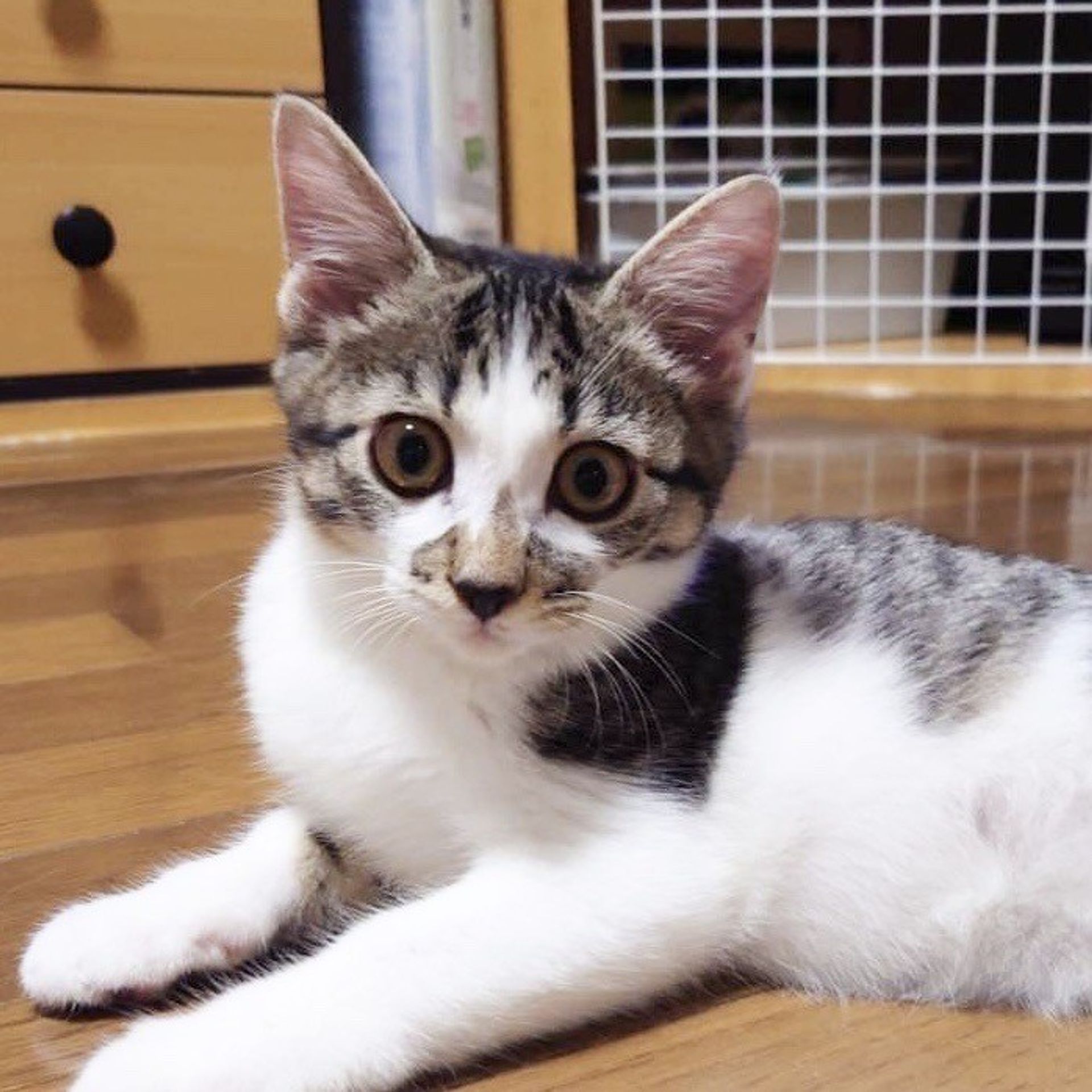 雑種（ミックス猫）・メスの里親募集の写真