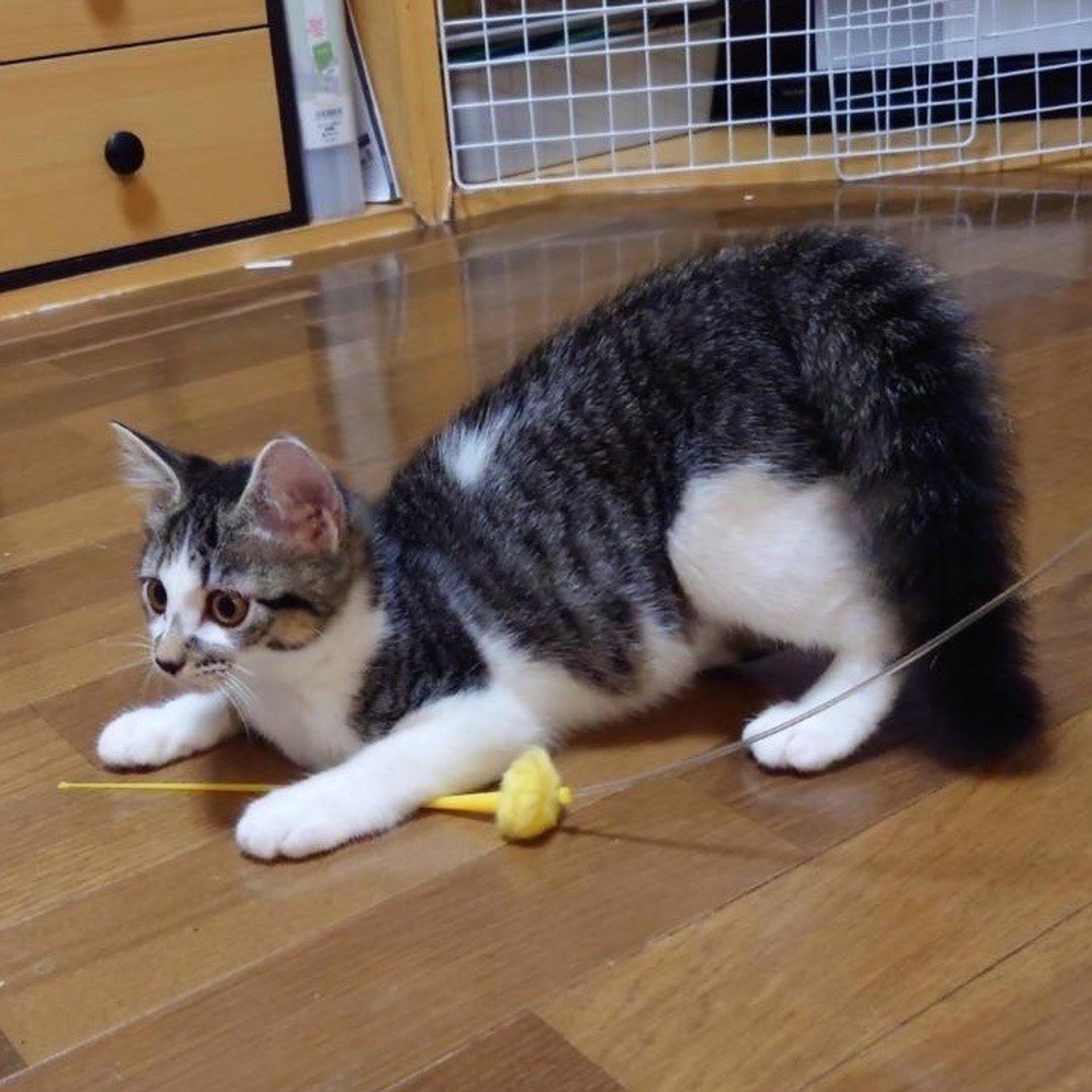 pet-image-3