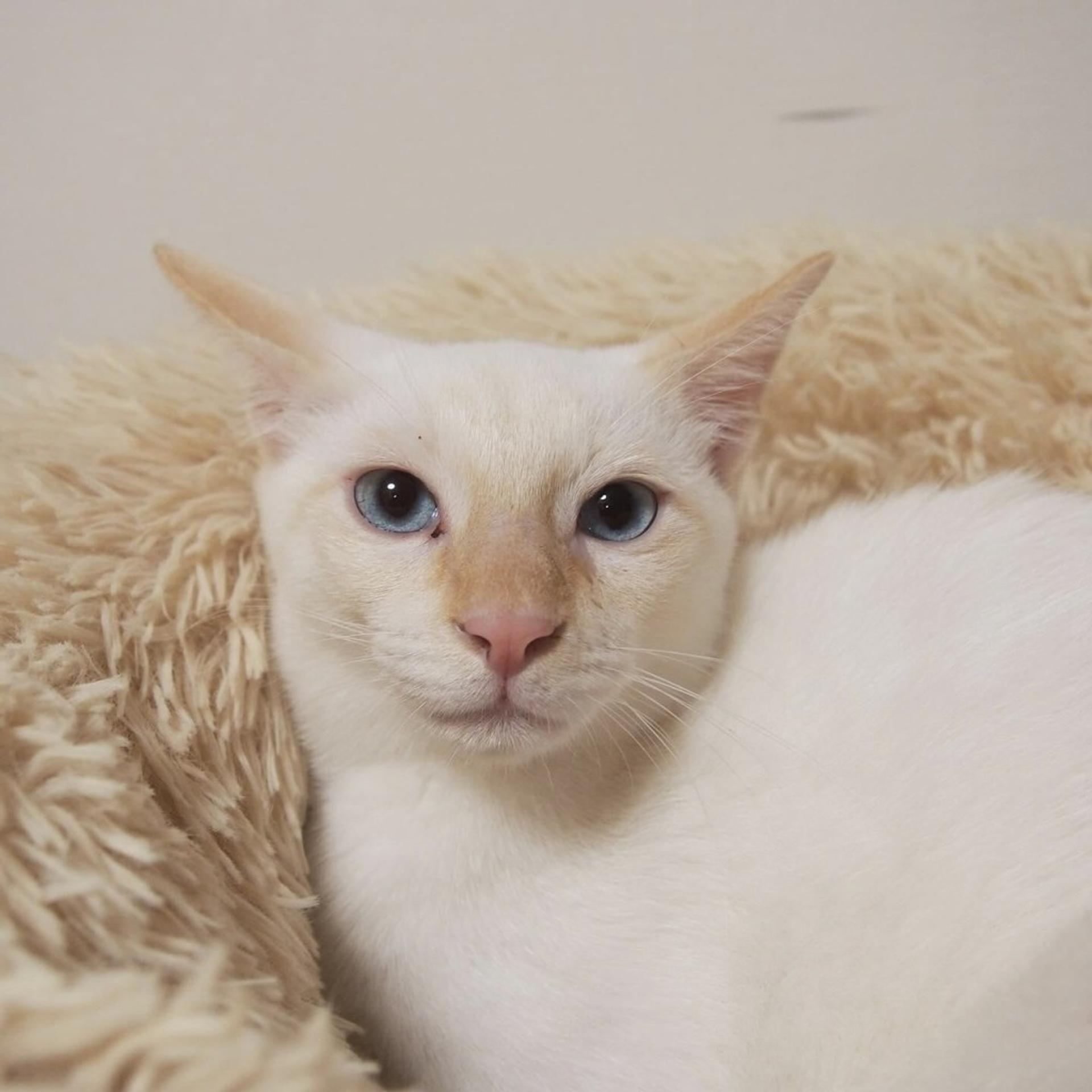 pet-image-8