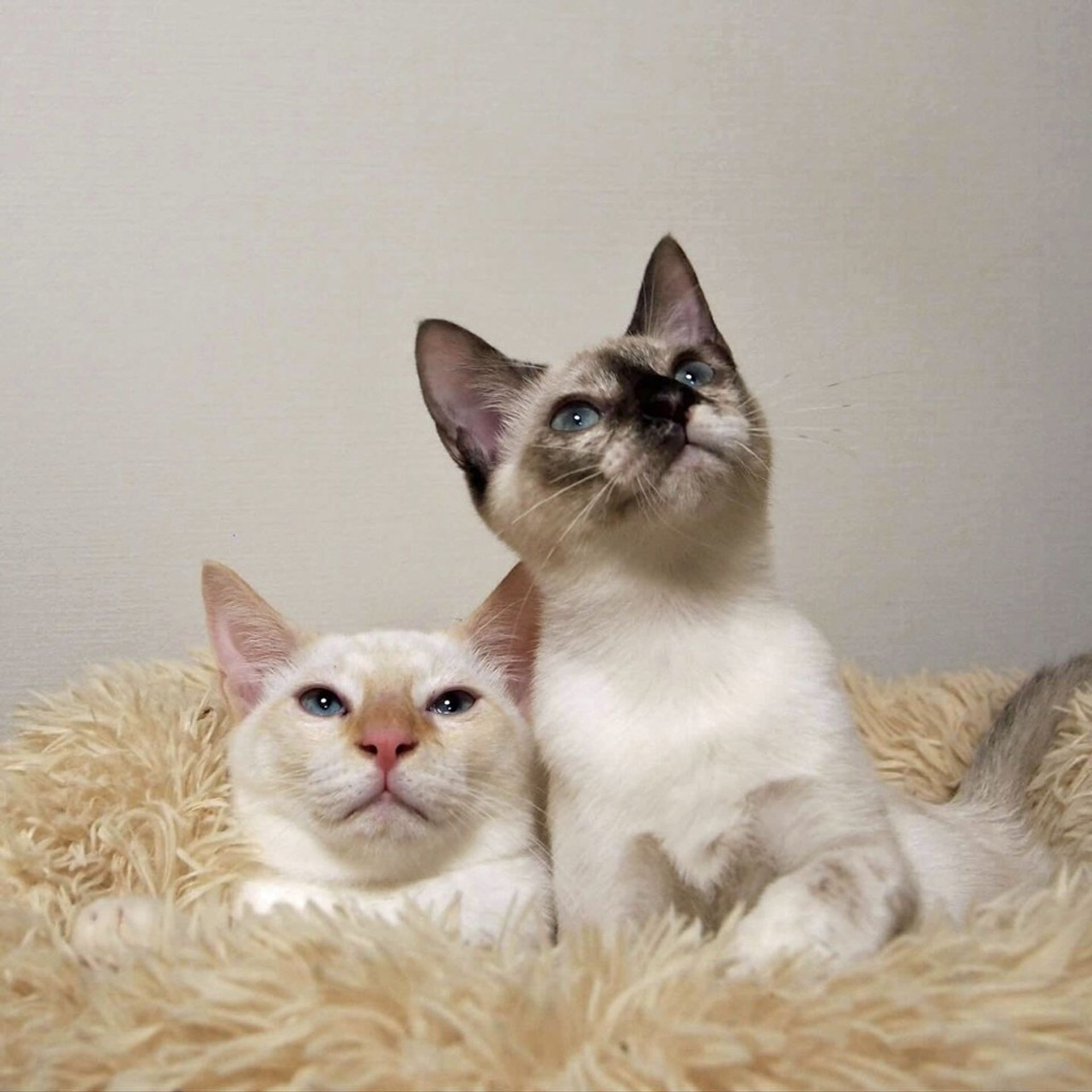 雑種（ミックス猫）・メスの里親募集の写真