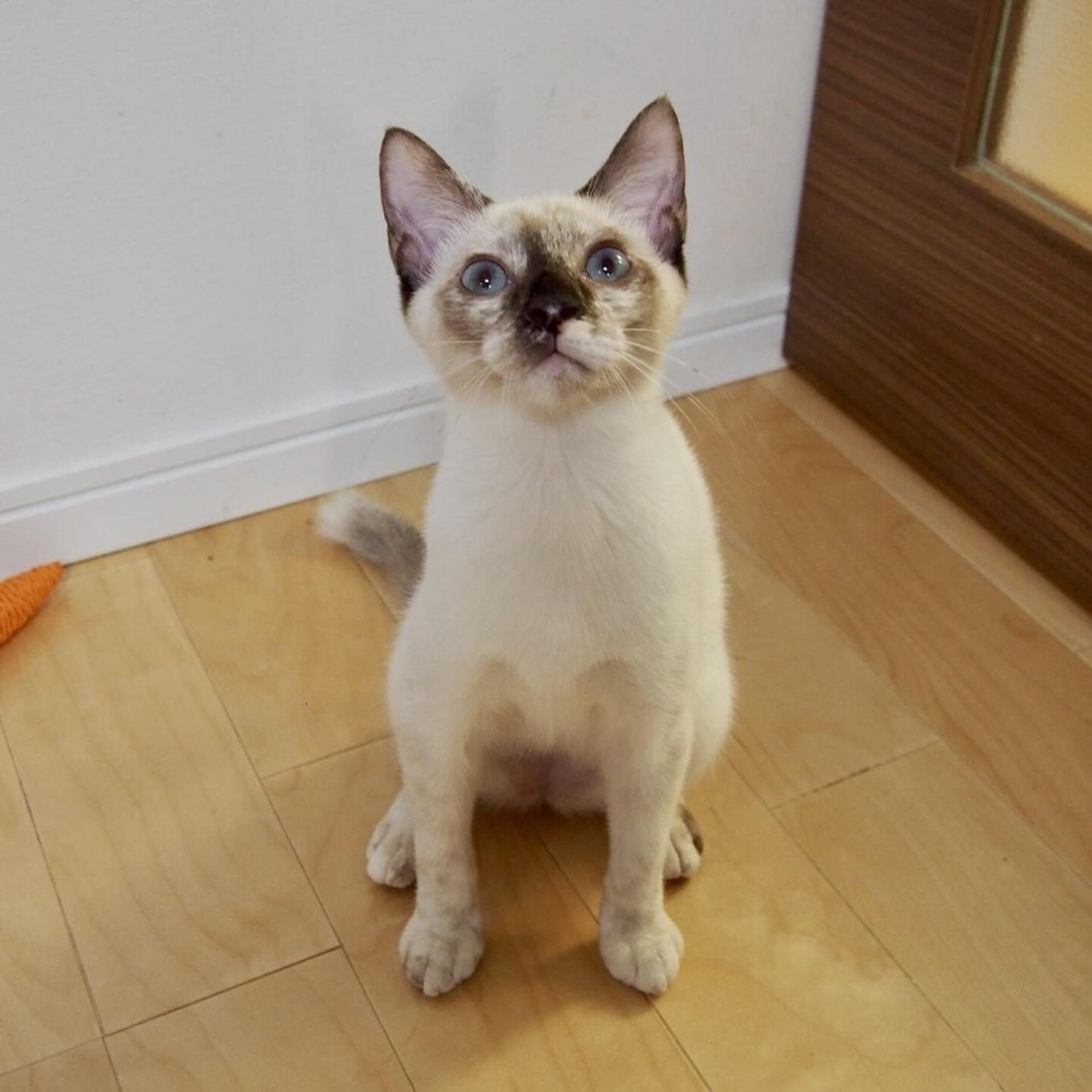pet-image-6
