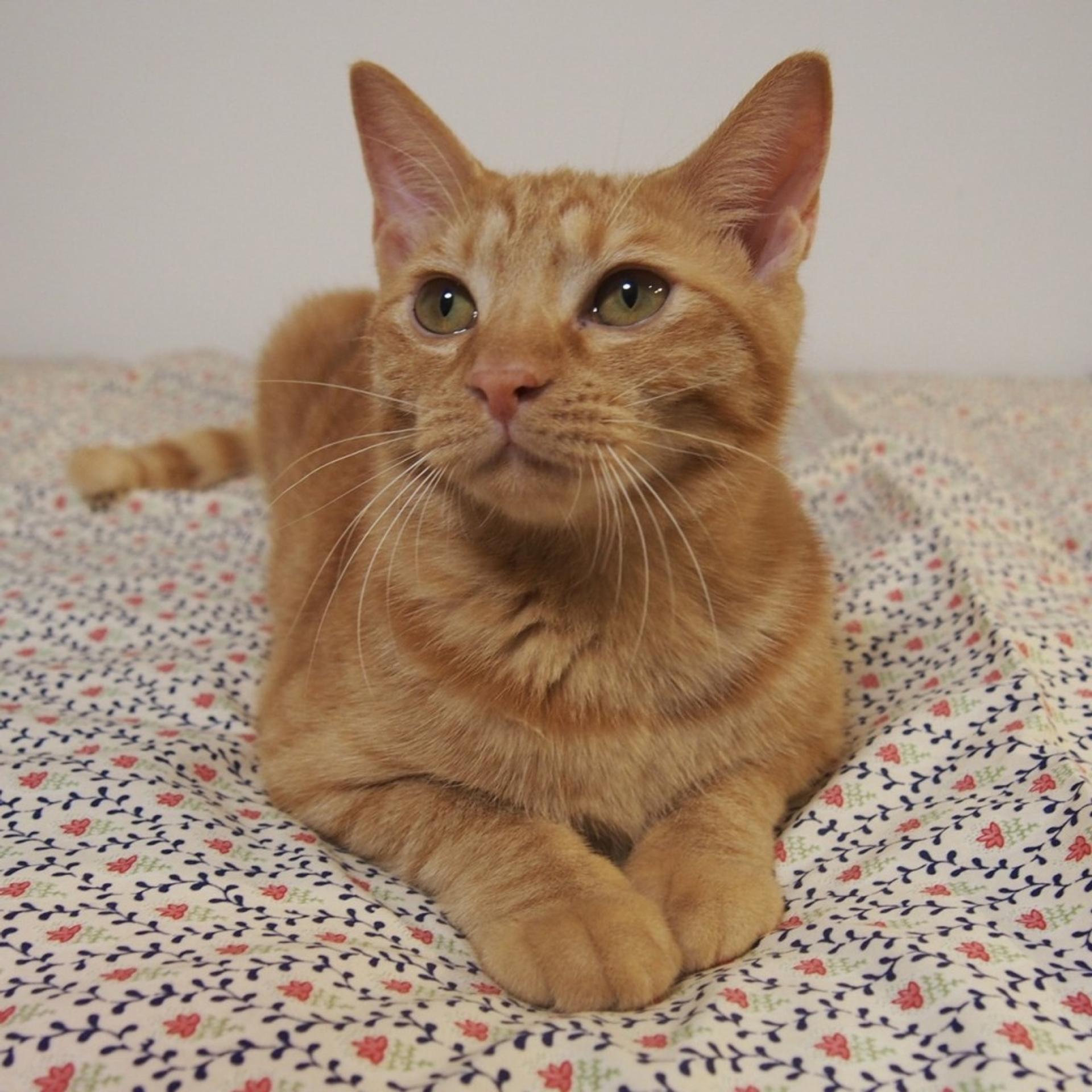pet-image-6
