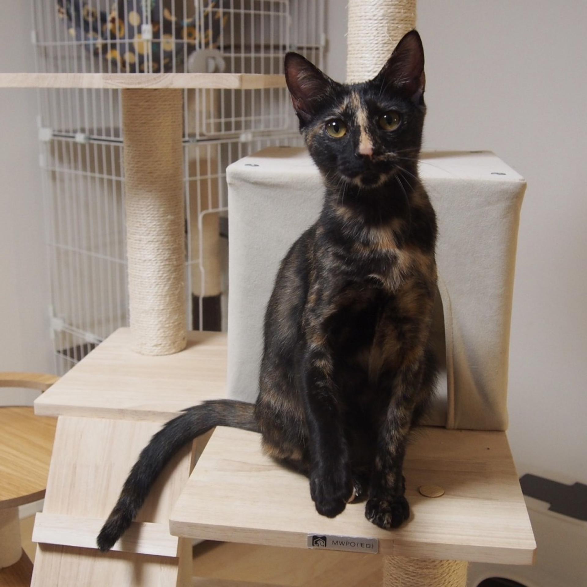 pet-image-8
