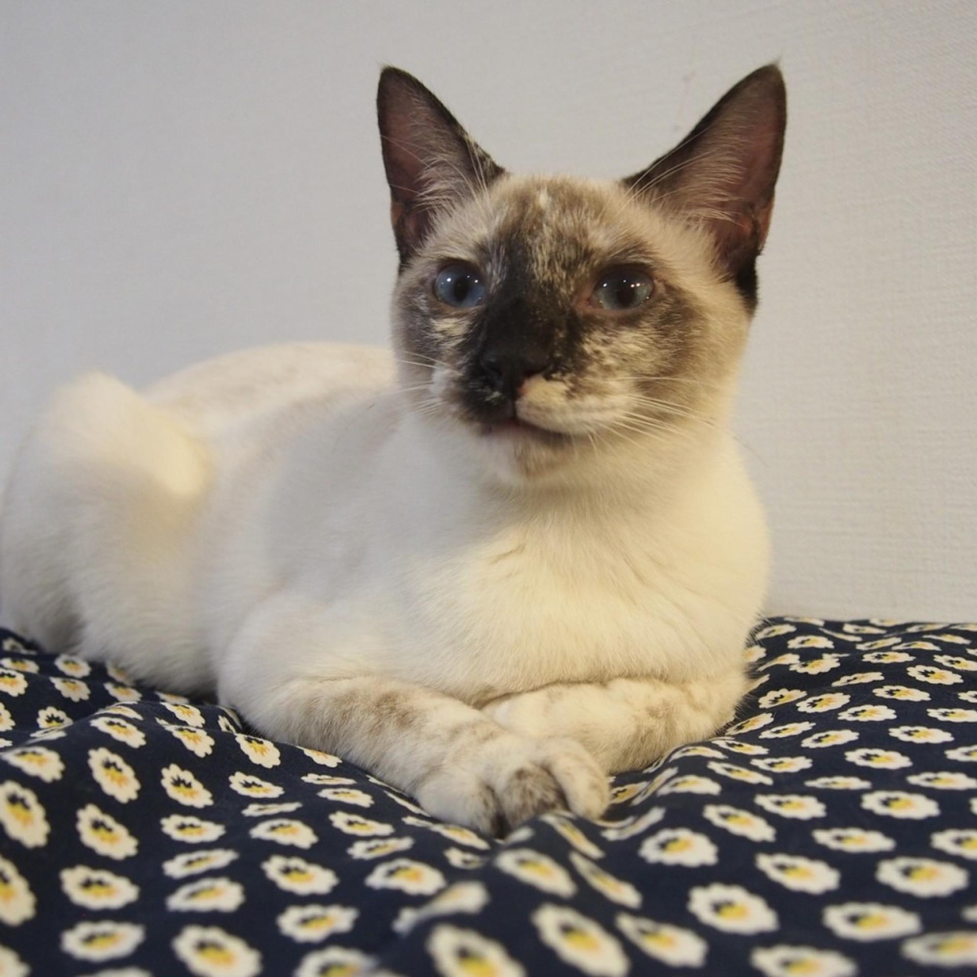 pet-image-4