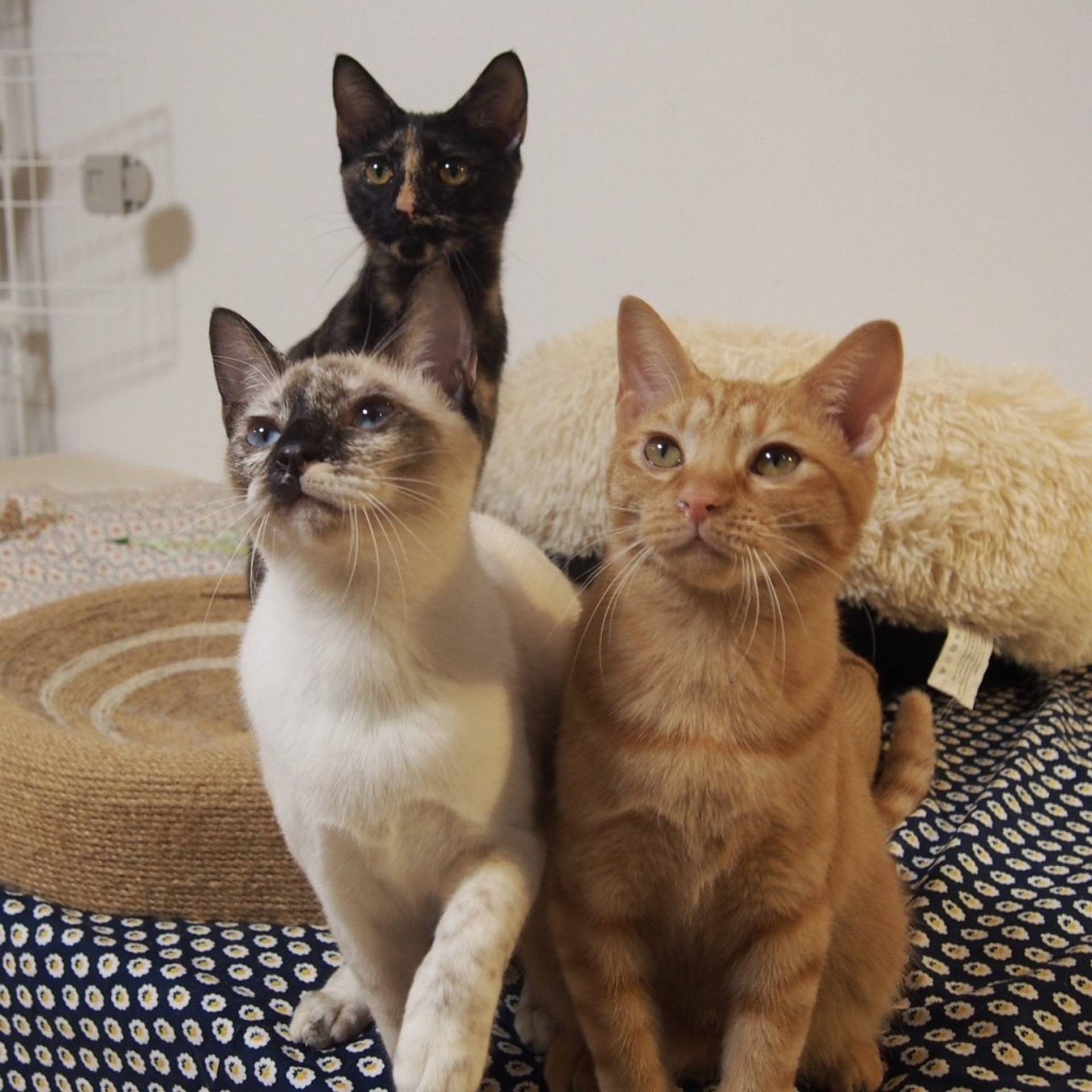 雑種（ミックス猫）・メスの里親募集の写真