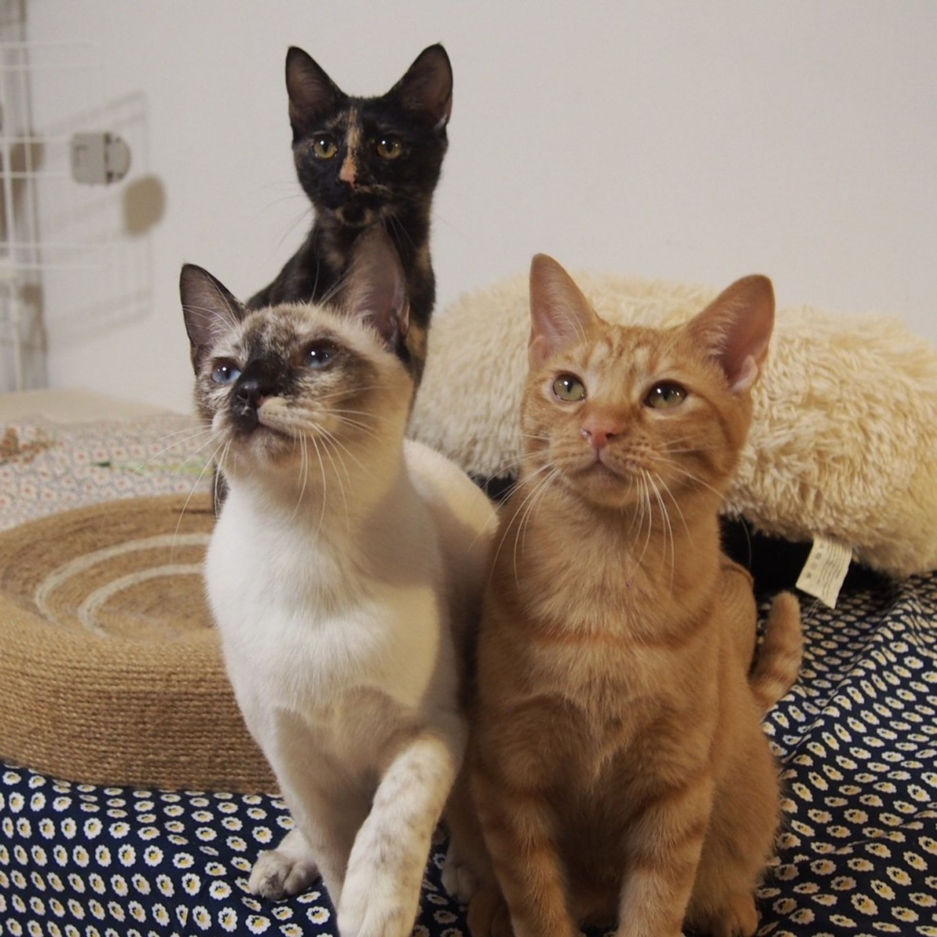 雑種（ミックス猫）・メスの里親募集の写真