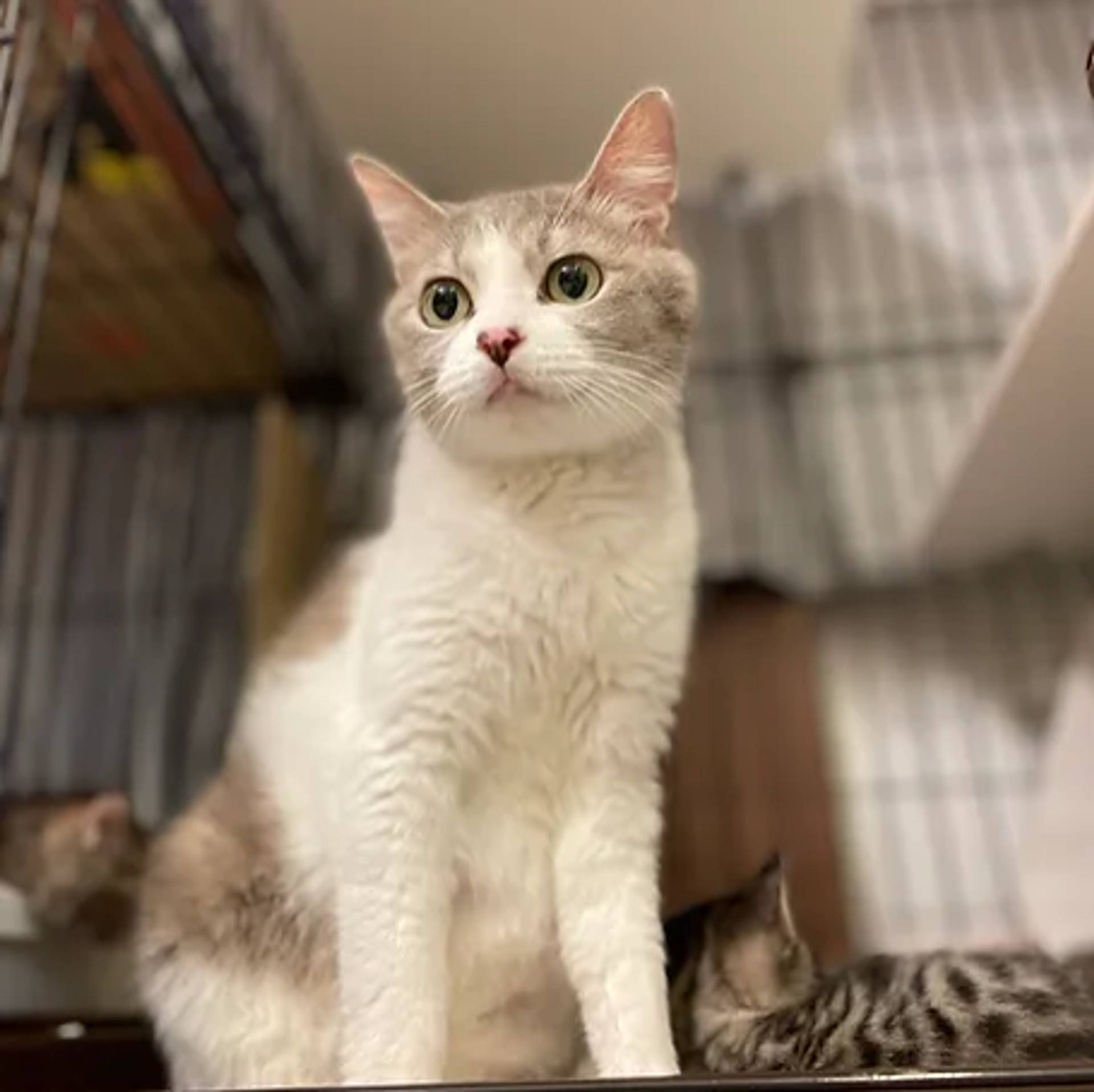 雑種（ミックス猫）・メスの里親募集の写真