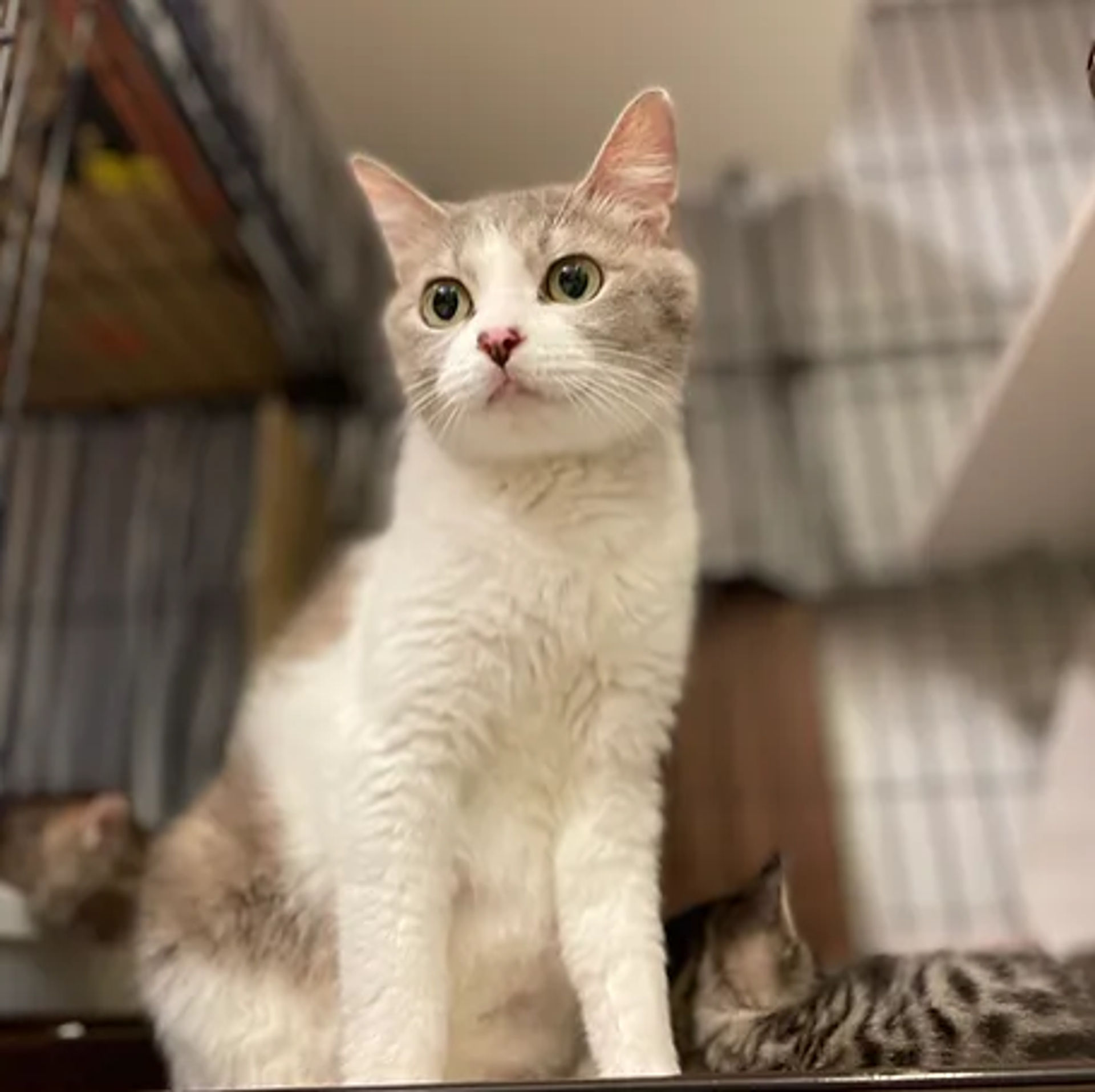 雑種（ミックス猫）・メスの里親募集の写真