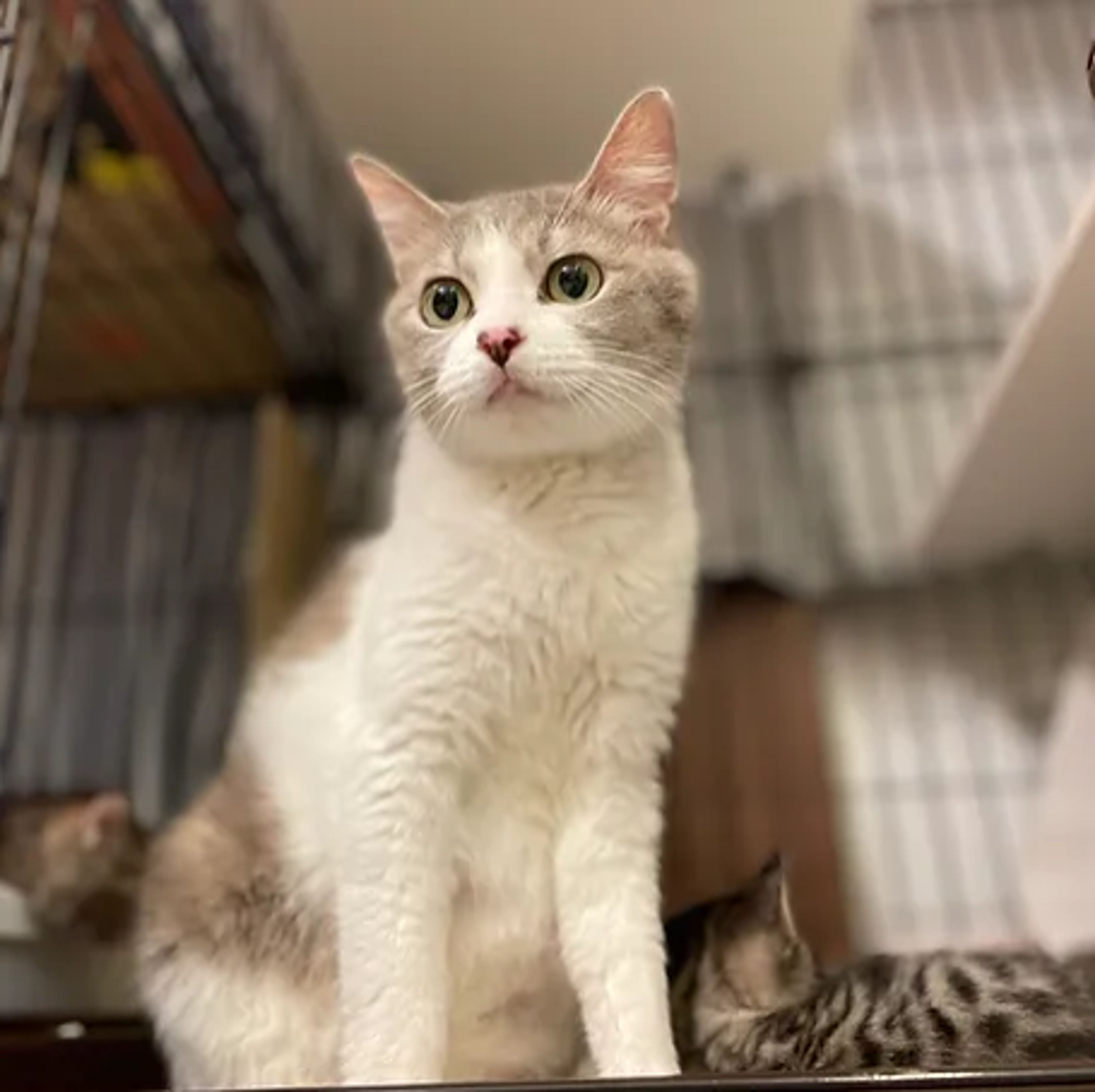 雑種（ミックス猫）・メスの里親募集の写真