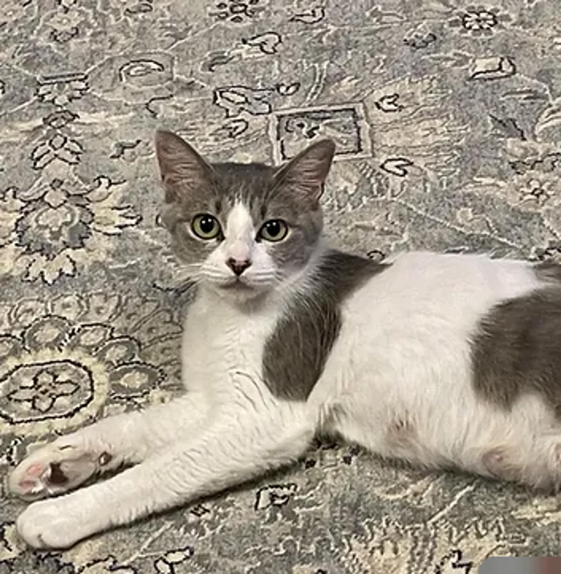pet-image-3