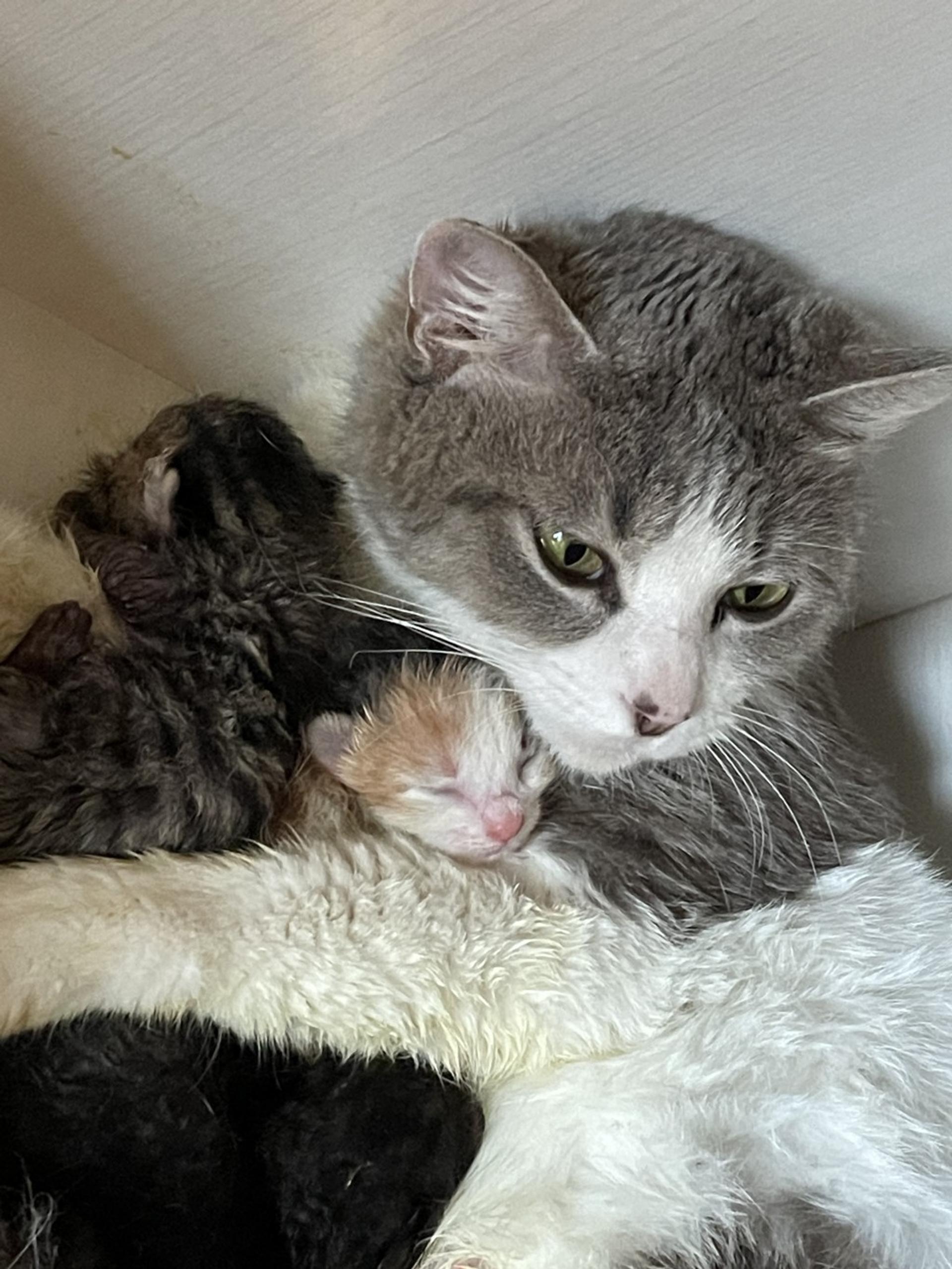 pet-image-7