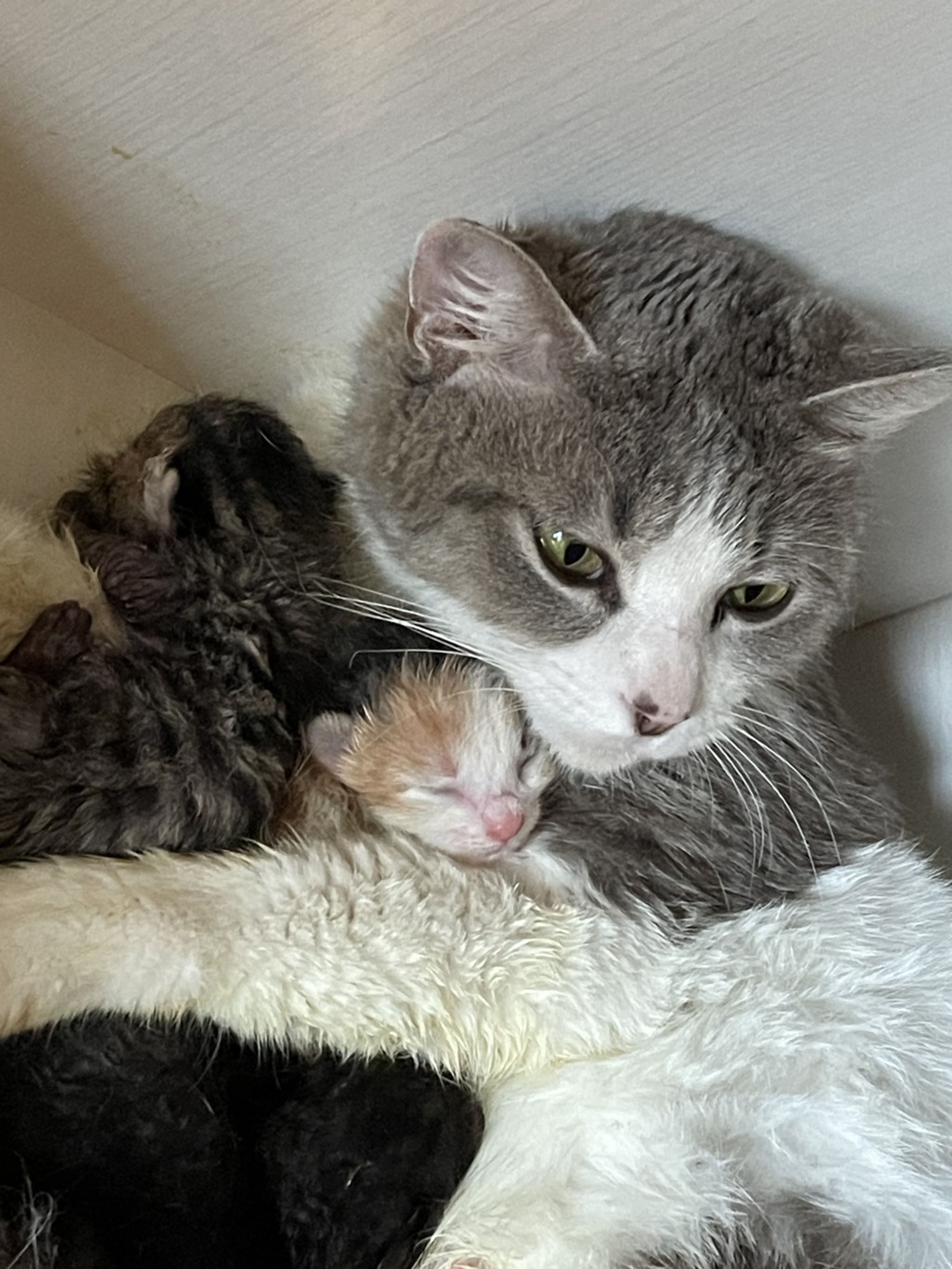 pet-image-7