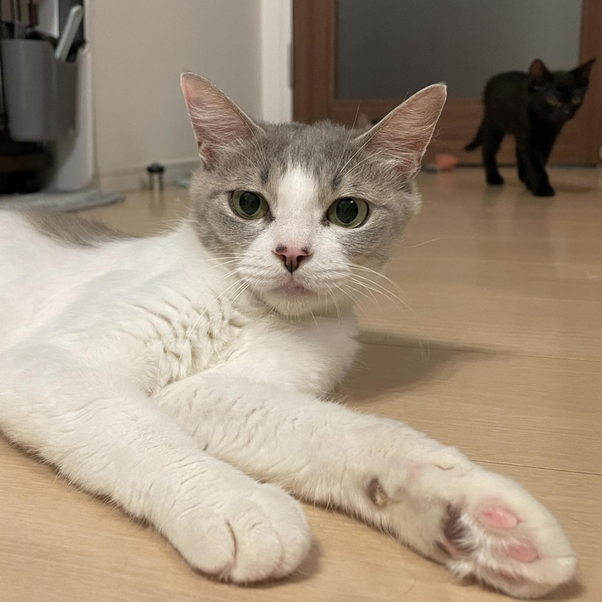 pet-image-4