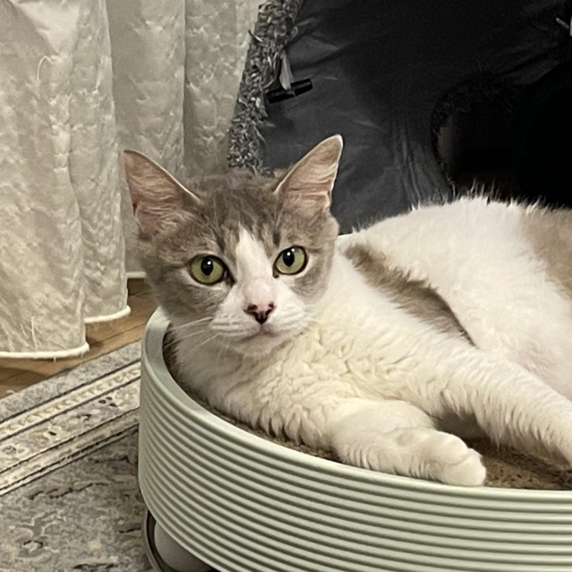 pet-image-7