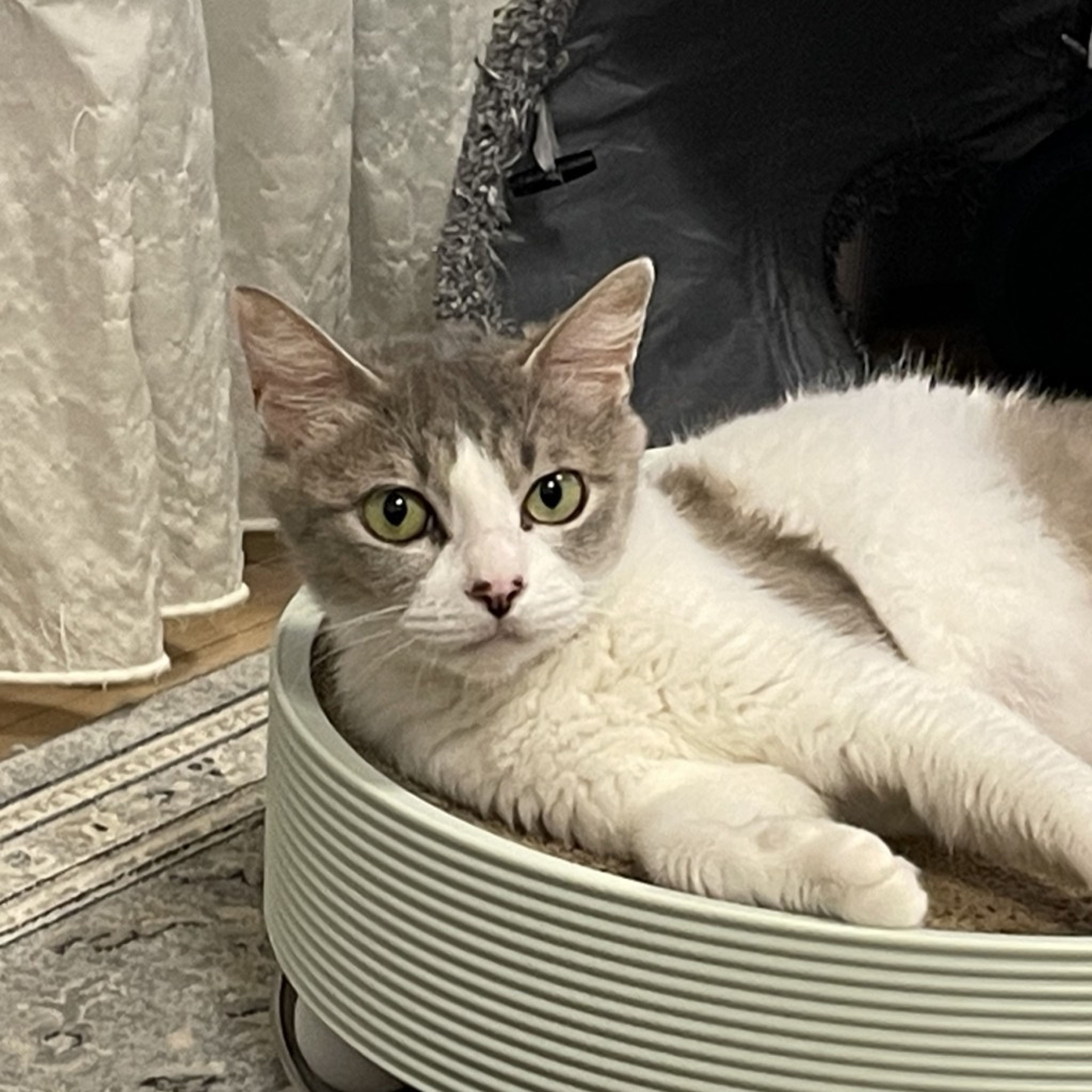 pet-image-7