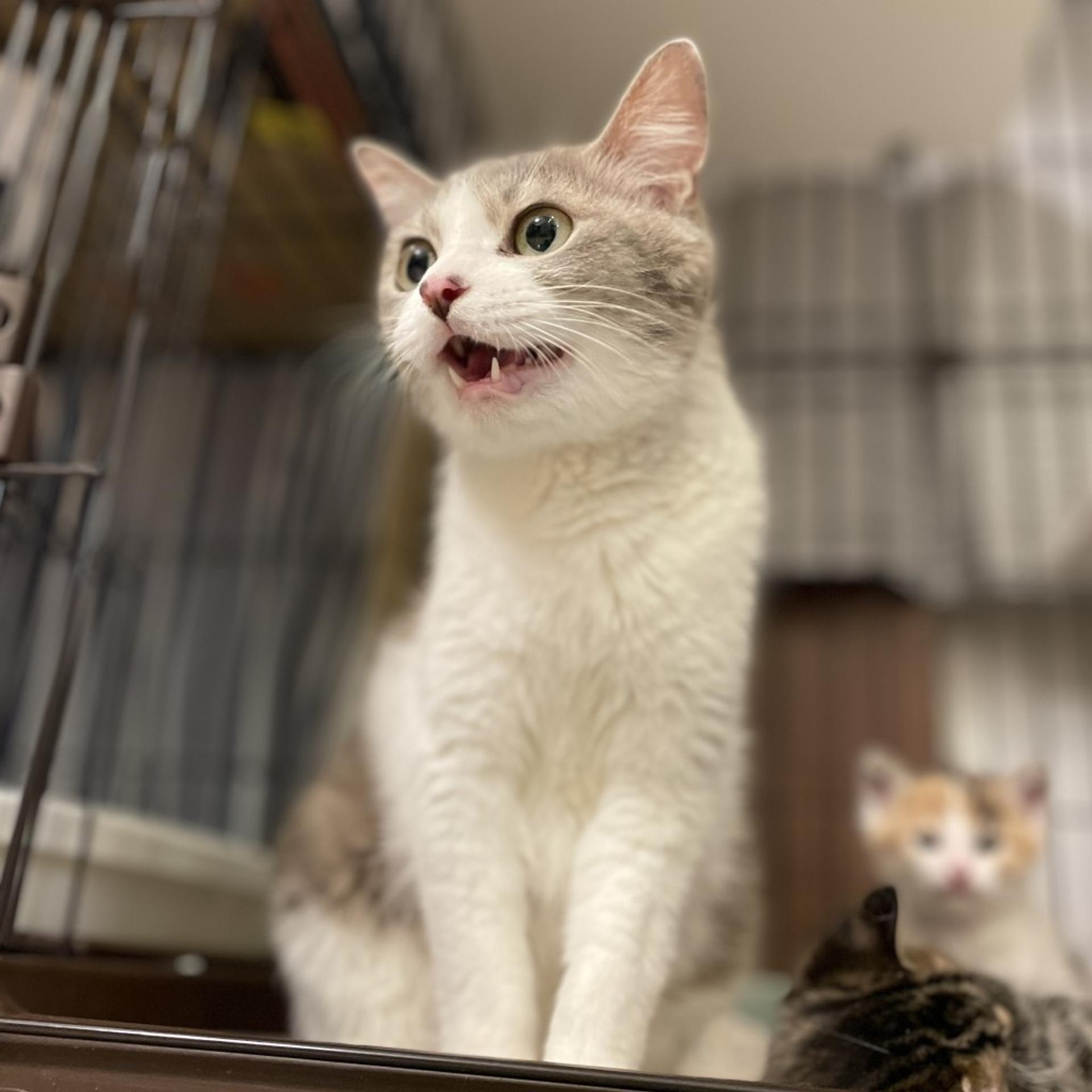 pet-image-9