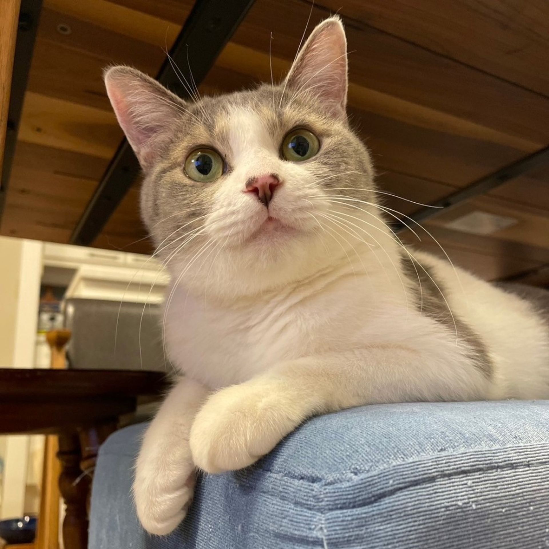 雑種（ミックス猫）・メスの里親募集の写真
