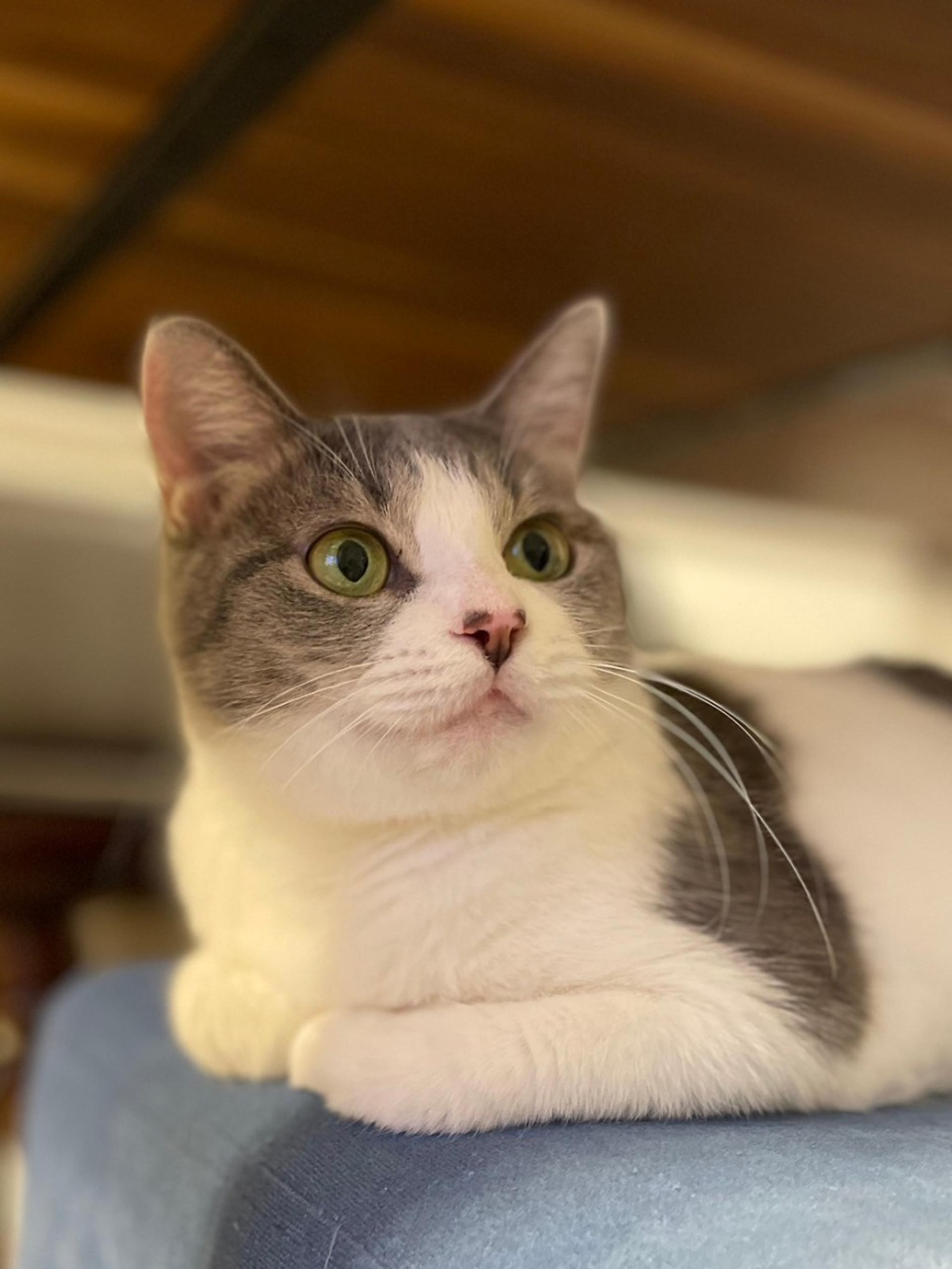 pet-image-2