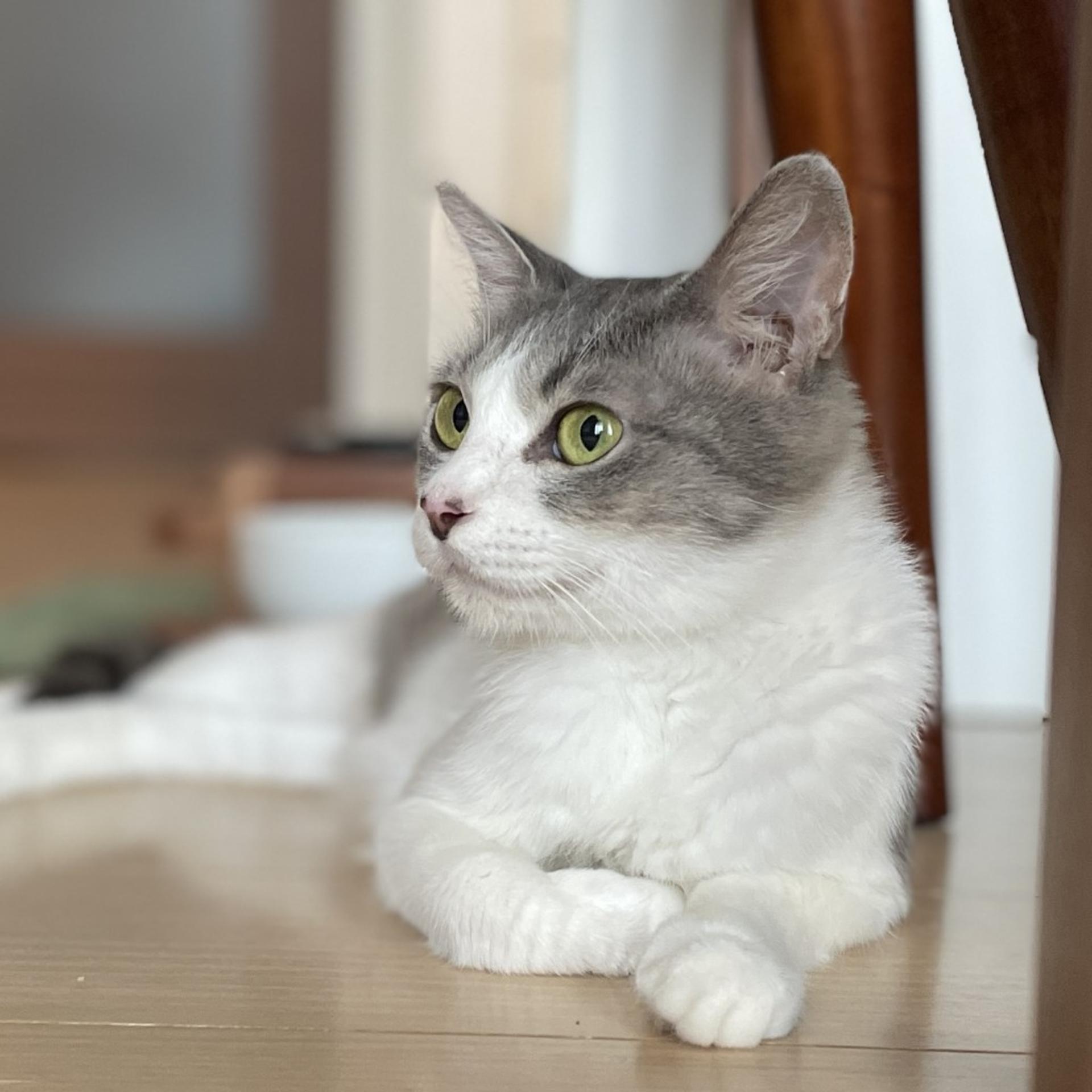 pet-image-4
