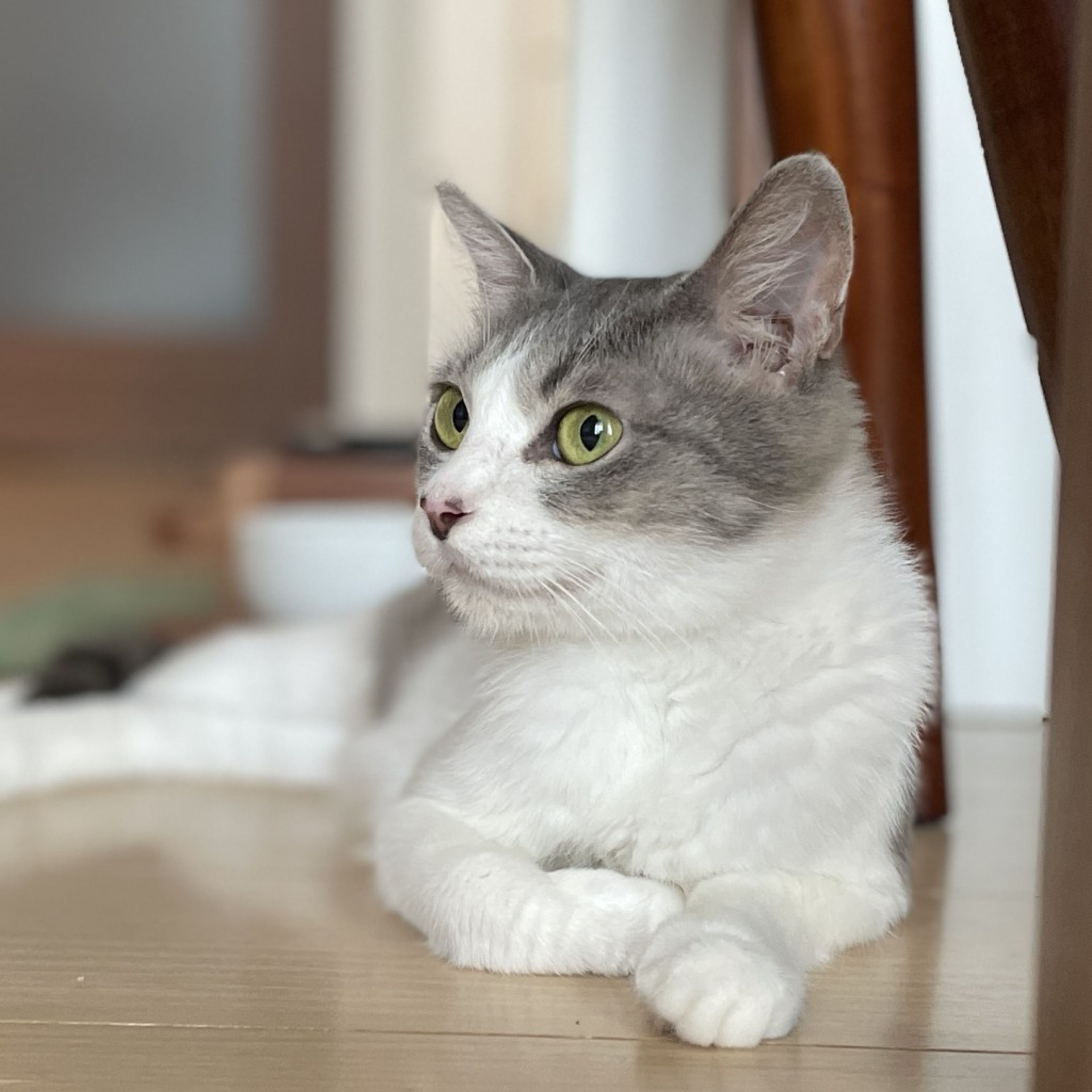 pet-image-4
