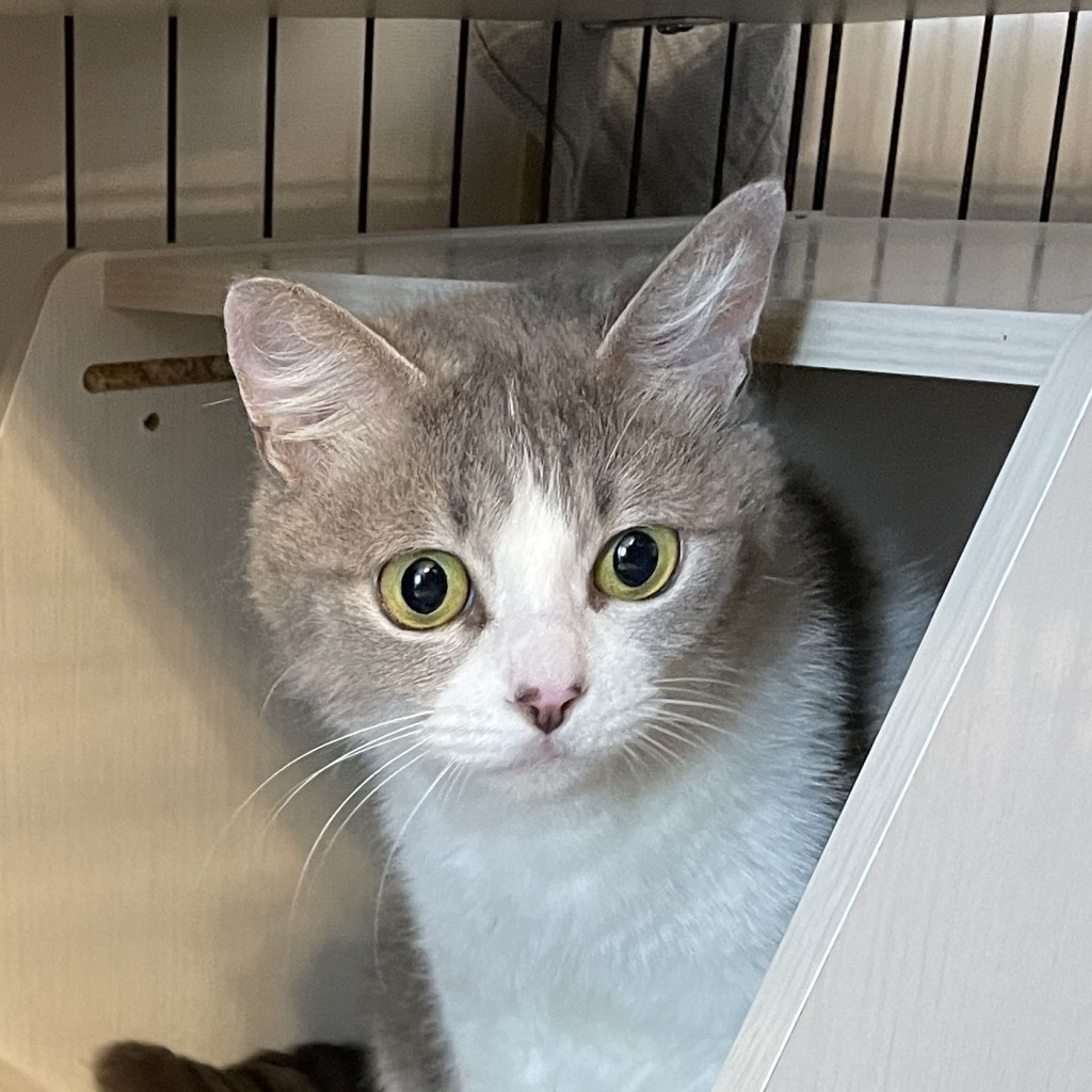 pet-image-5