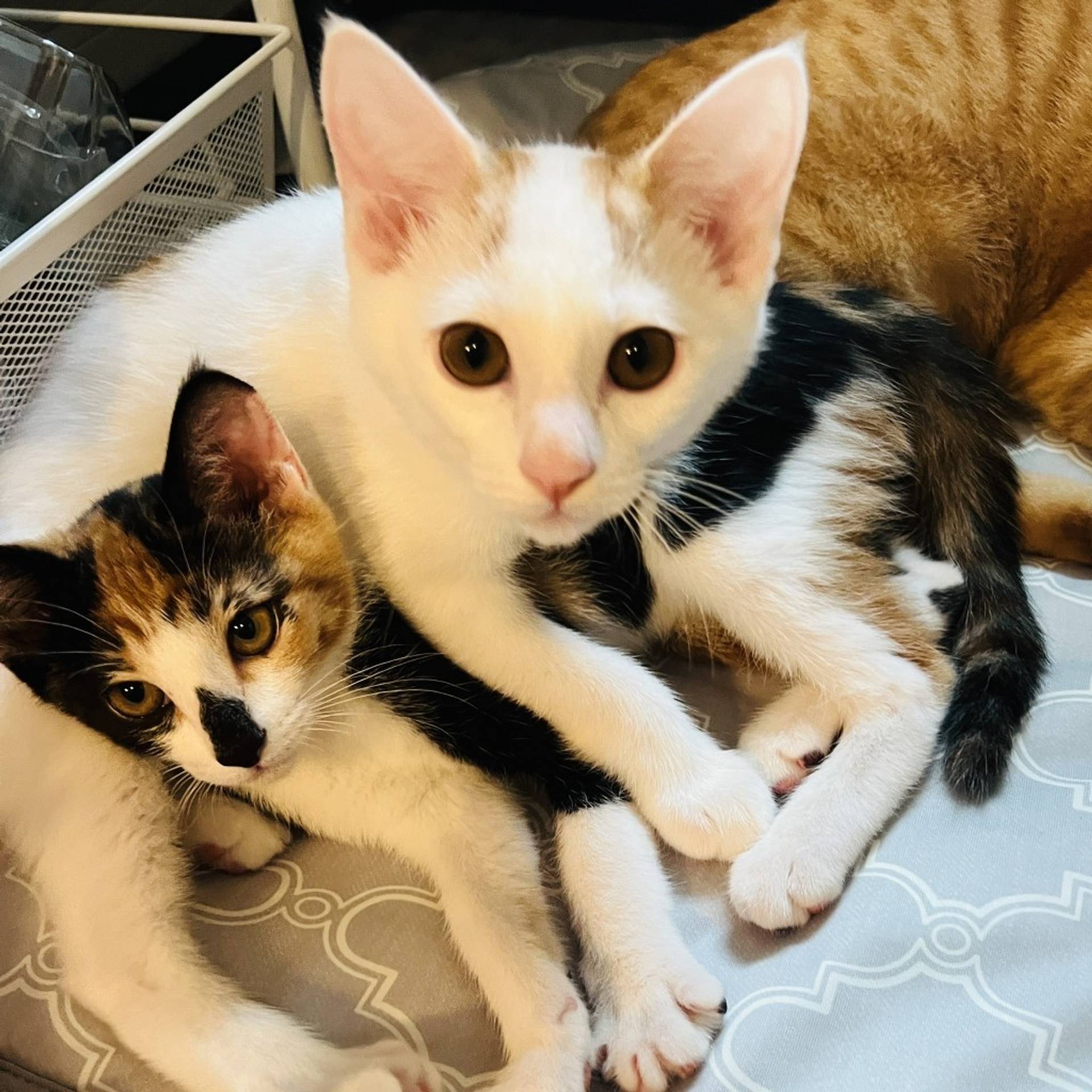 雑種（ミックス猫）・メスの里親募集の写真