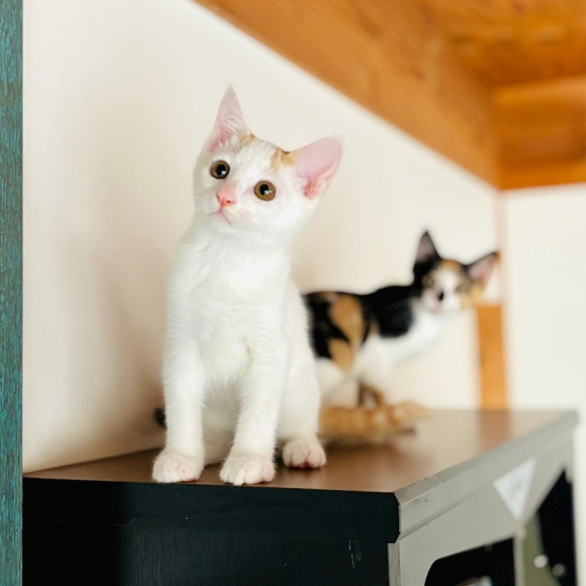 pet-image-6