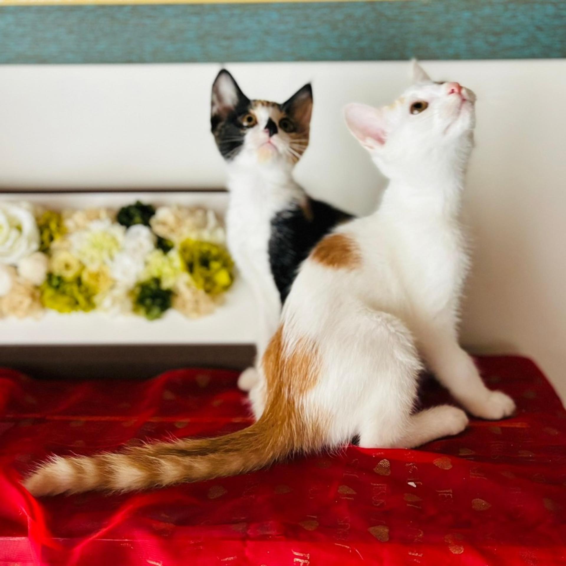 pet-image-7