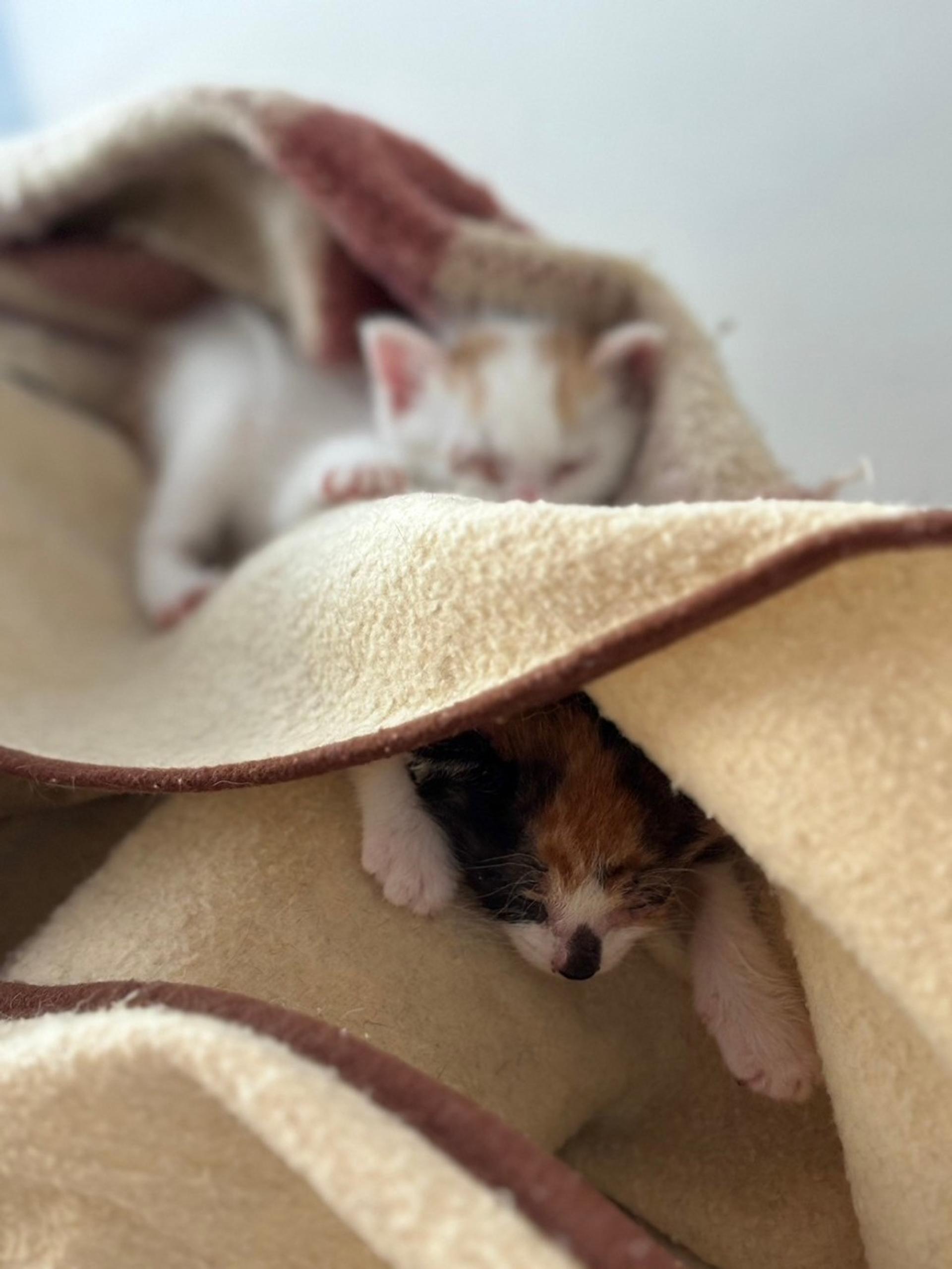 pet-image-4