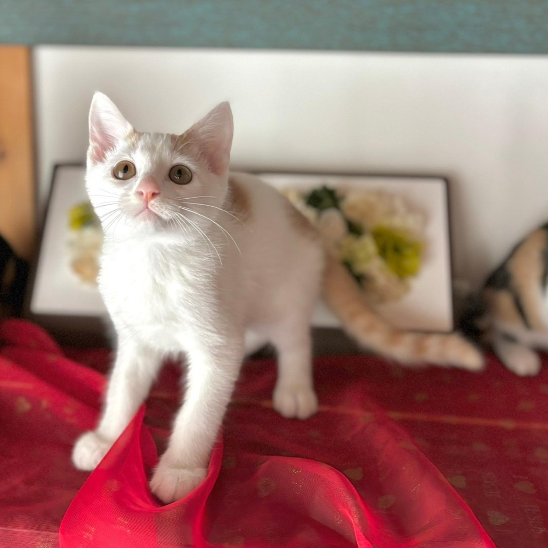 pet-image-9