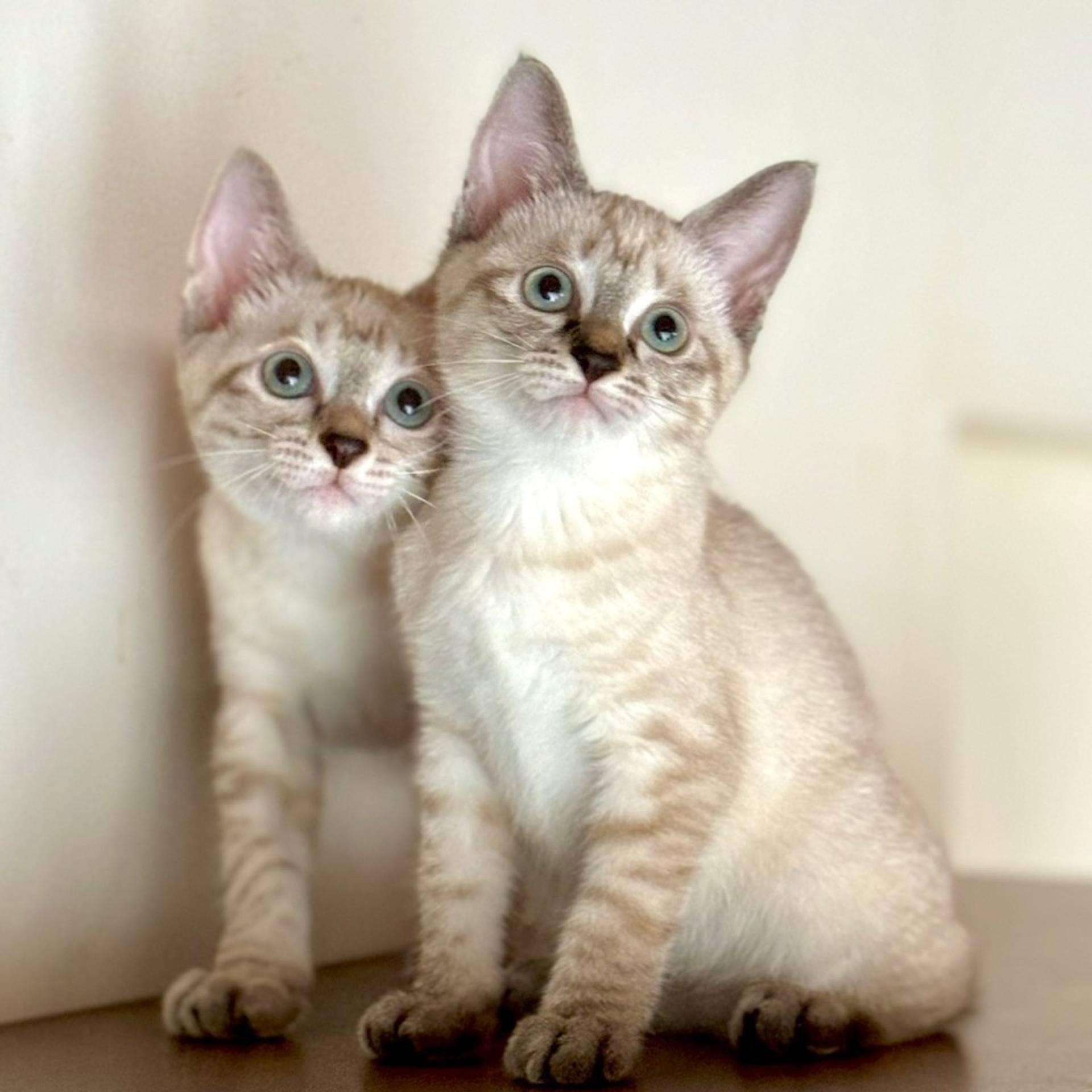 雑種（ミックス猫）・オスの里親募集の写真