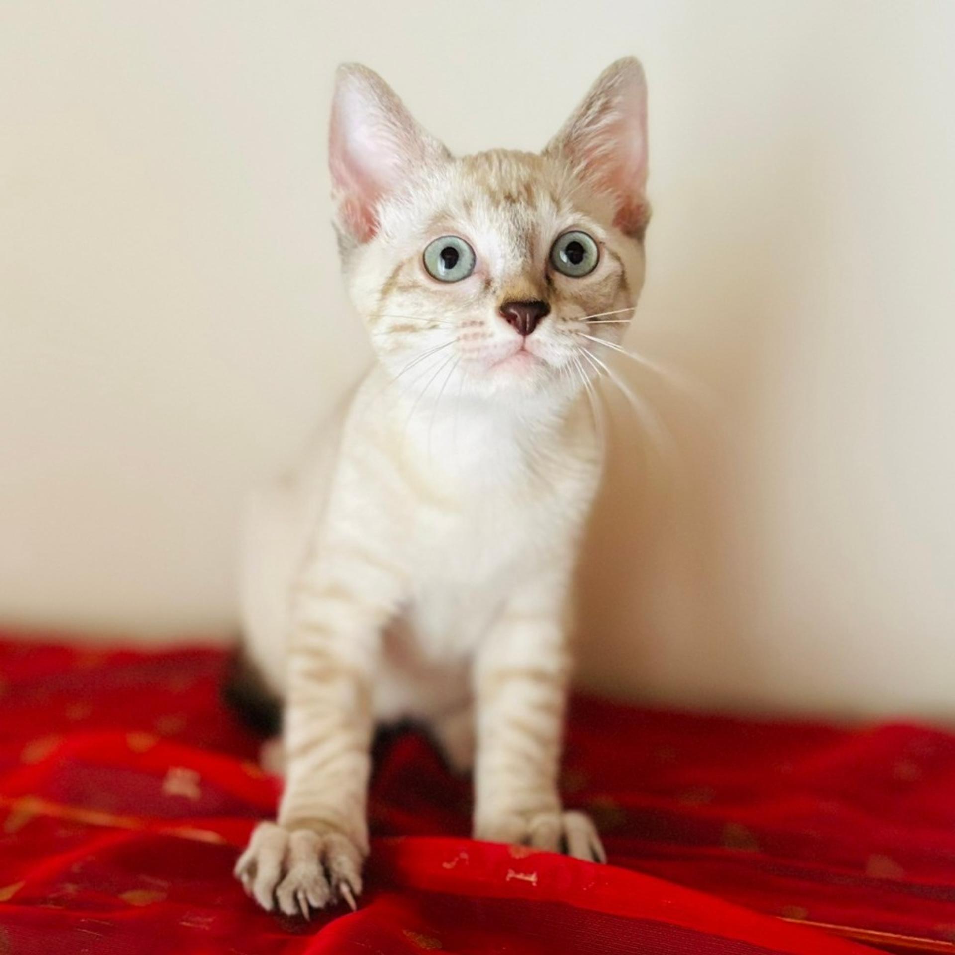 pet-image-5