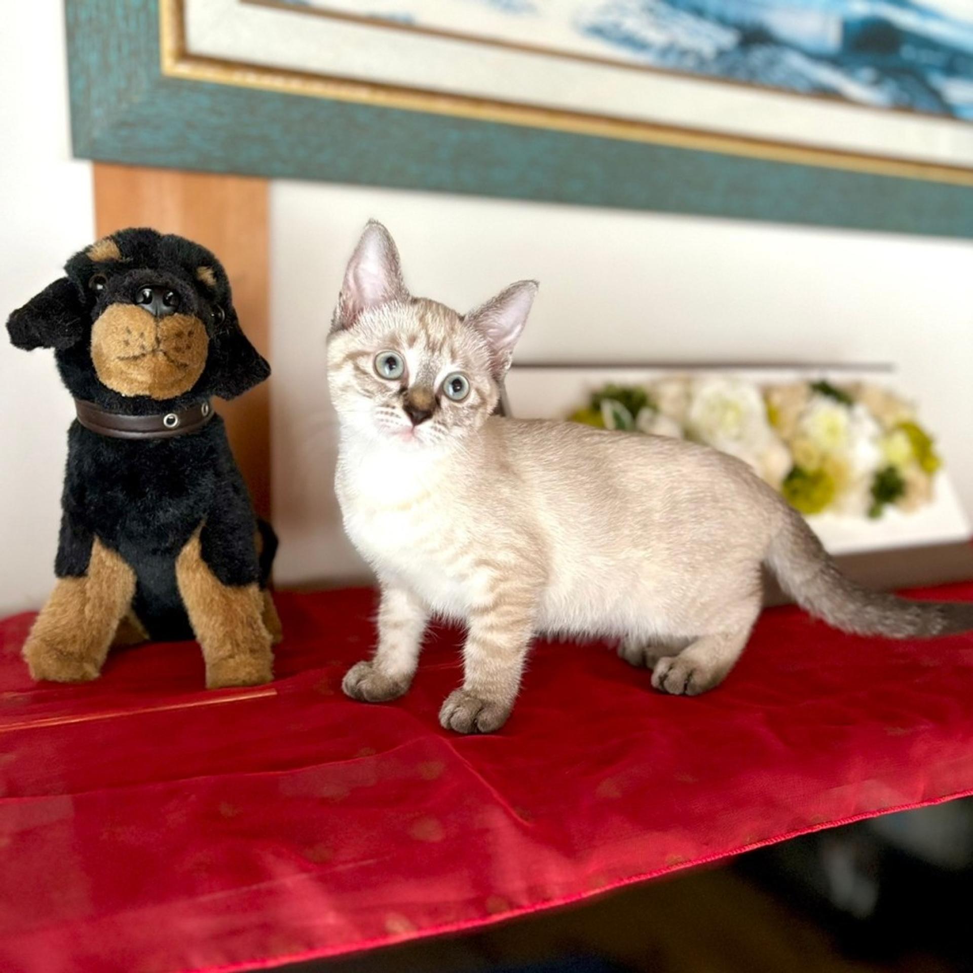 pet-image-3