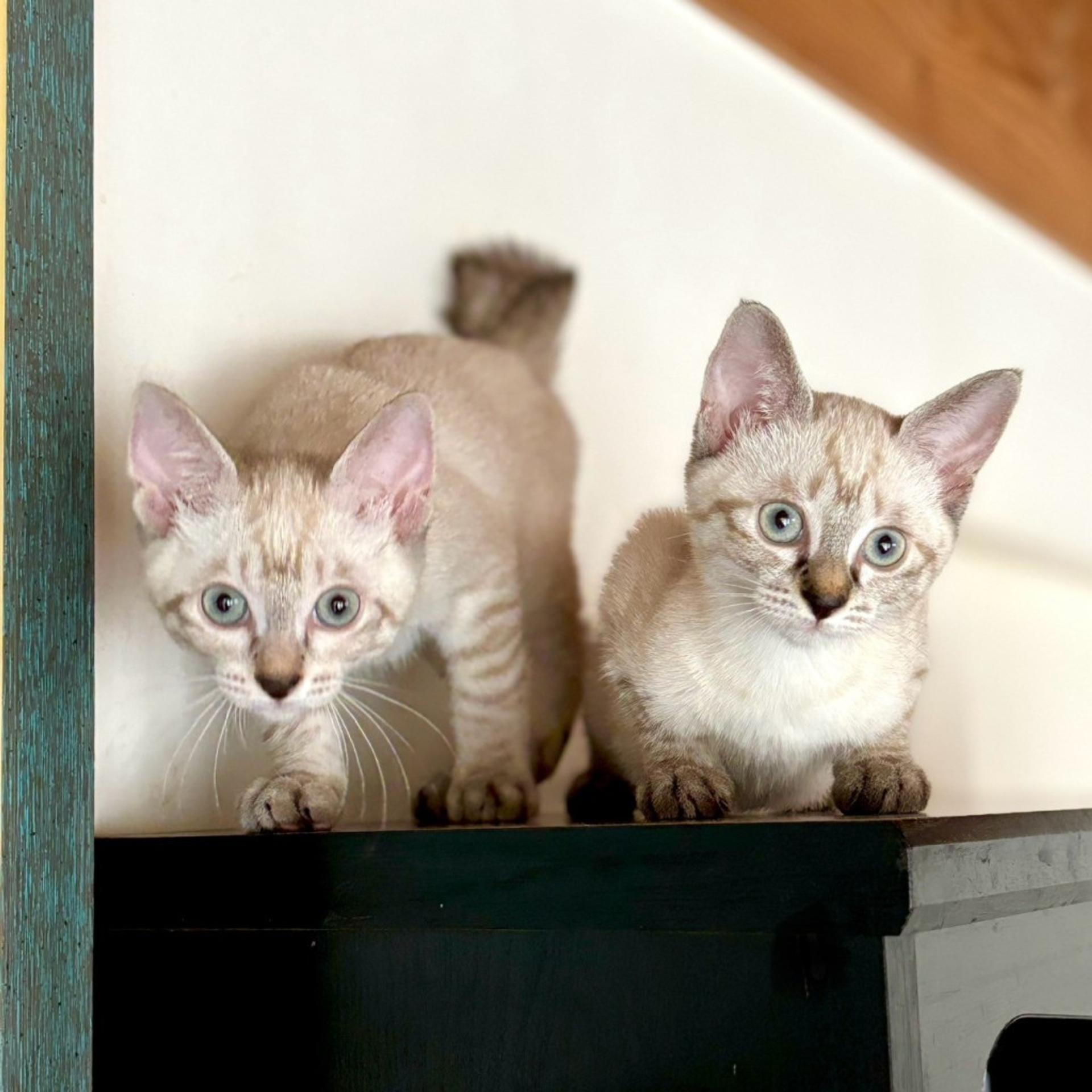 pet-image-4
