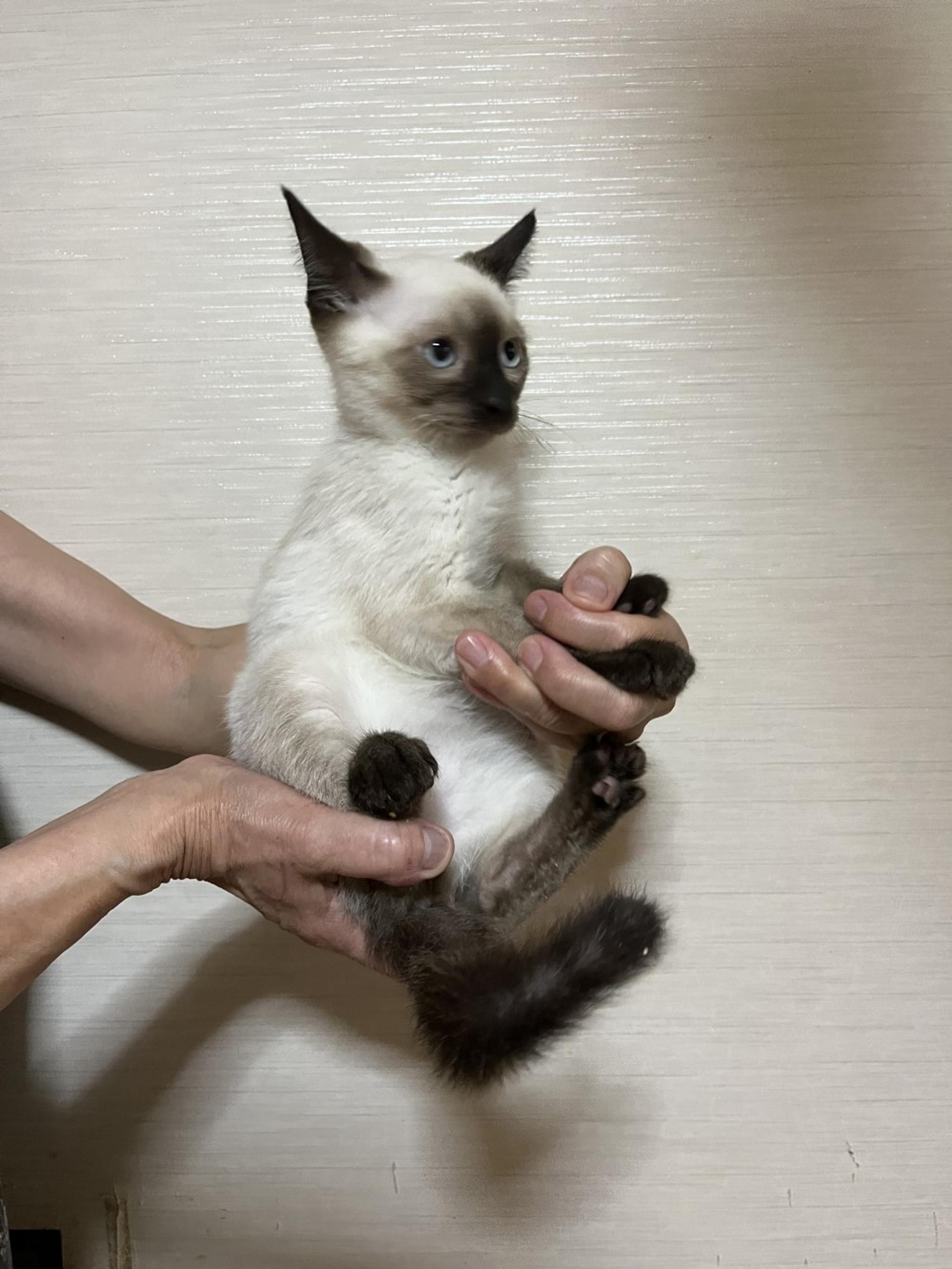 pet-image-3