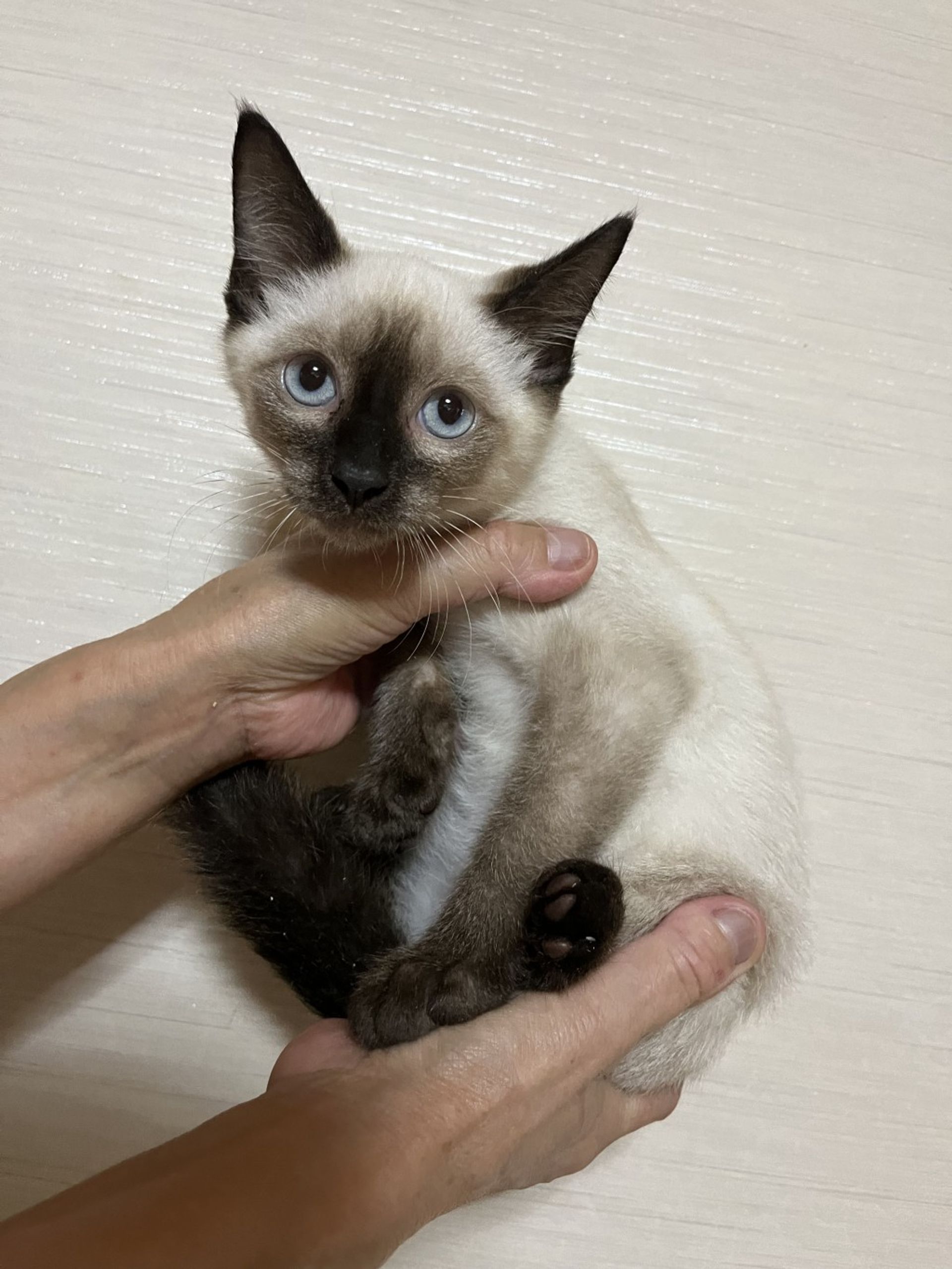 雑種（ミックス猫）・オスの里親募集の写真